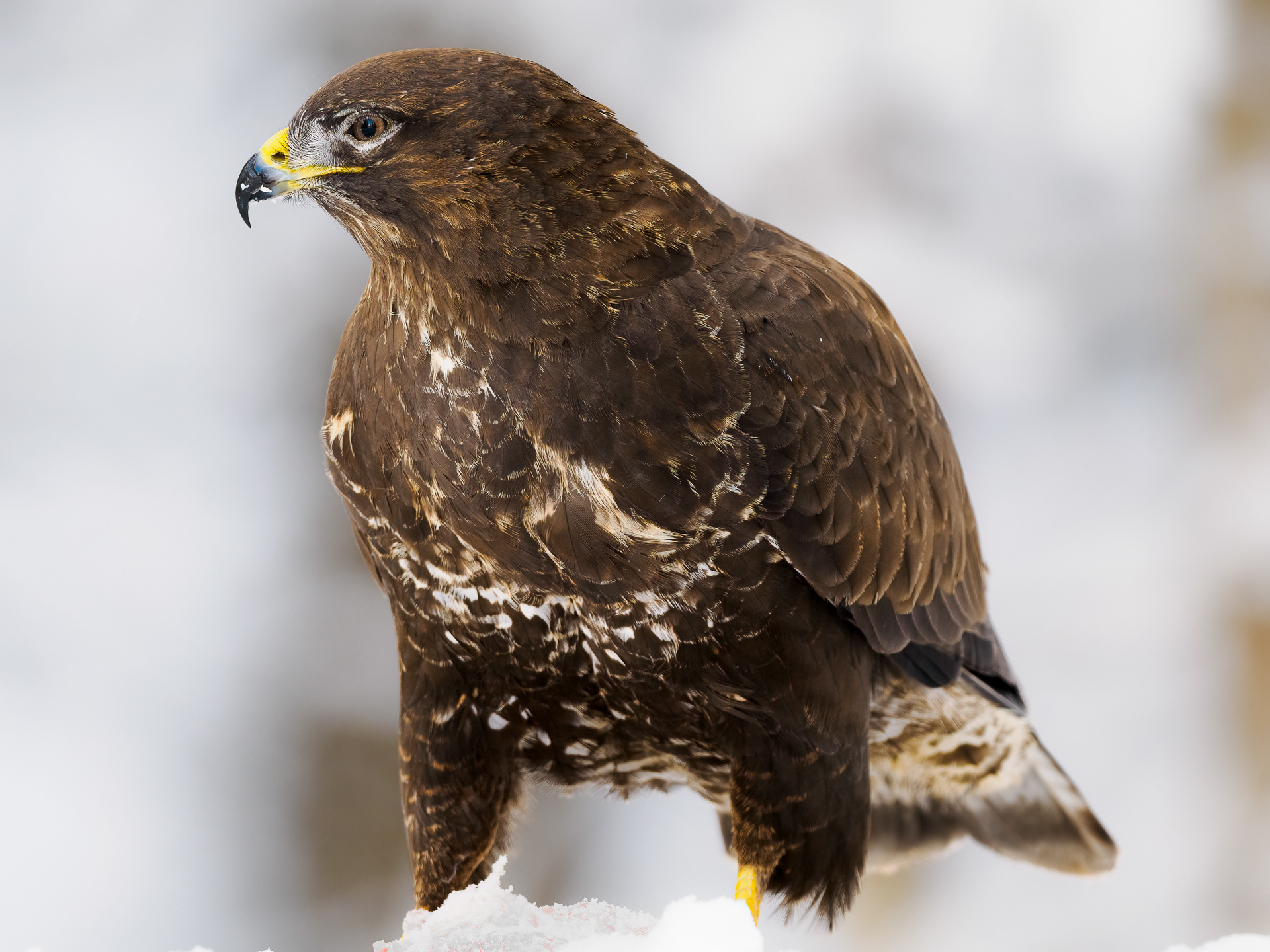 Common buzzard (Buteo buteo)