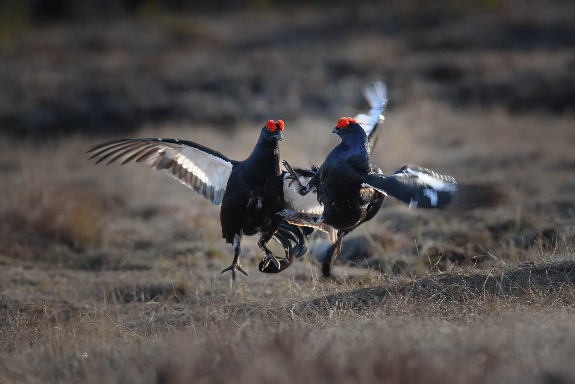 Black grouse, male (Lyrurus tetrix) - Østlandet, Norway
