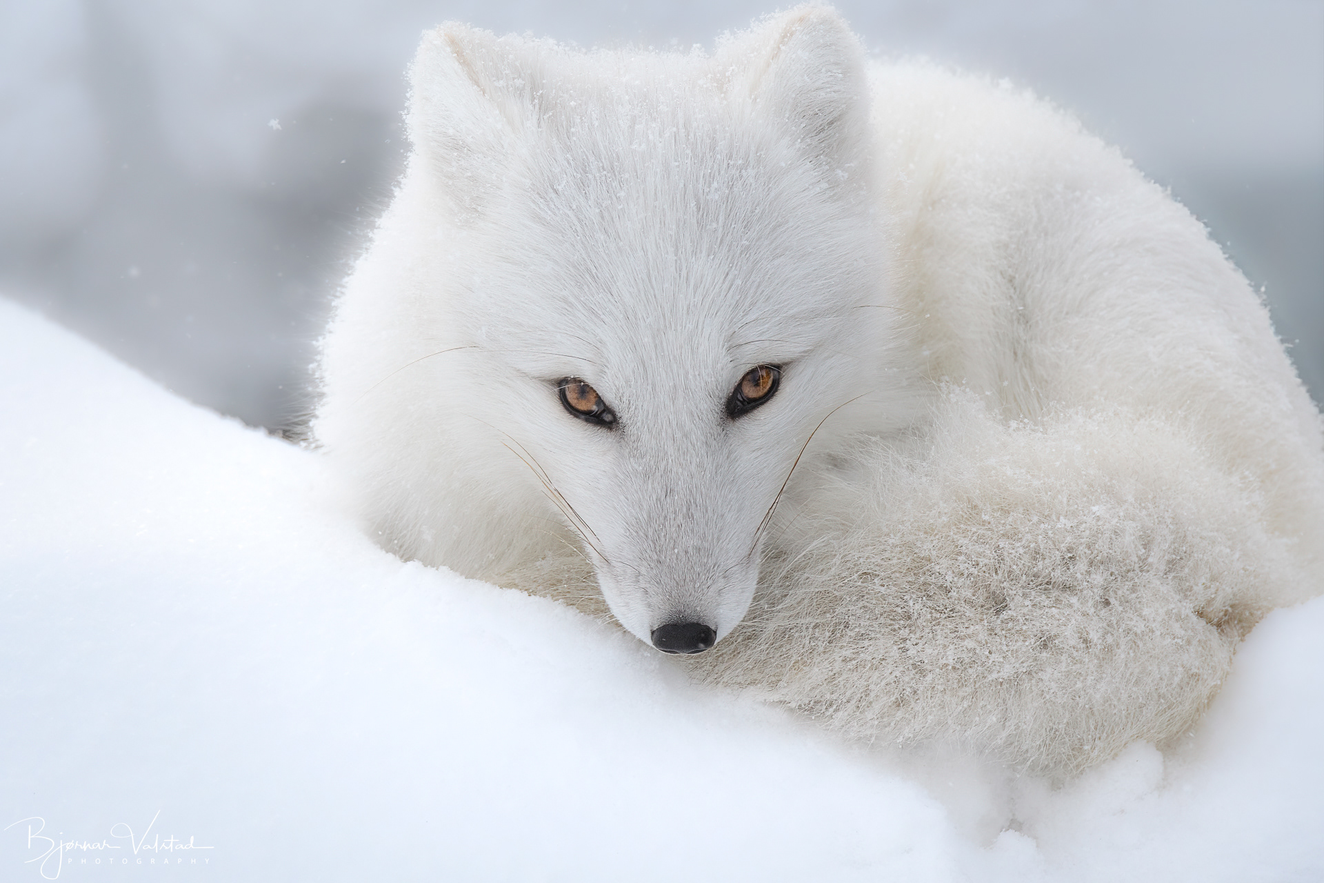 Arctic fox (Vulpes lagopus)