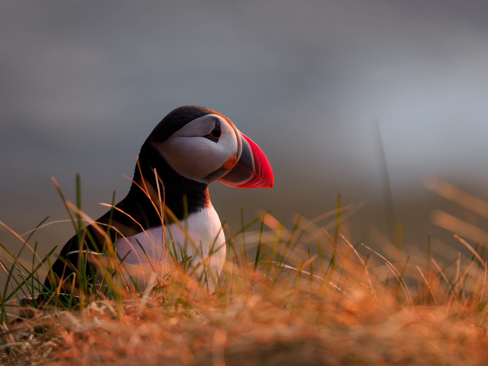 The Atlantic puffin (Fratercula arctica)