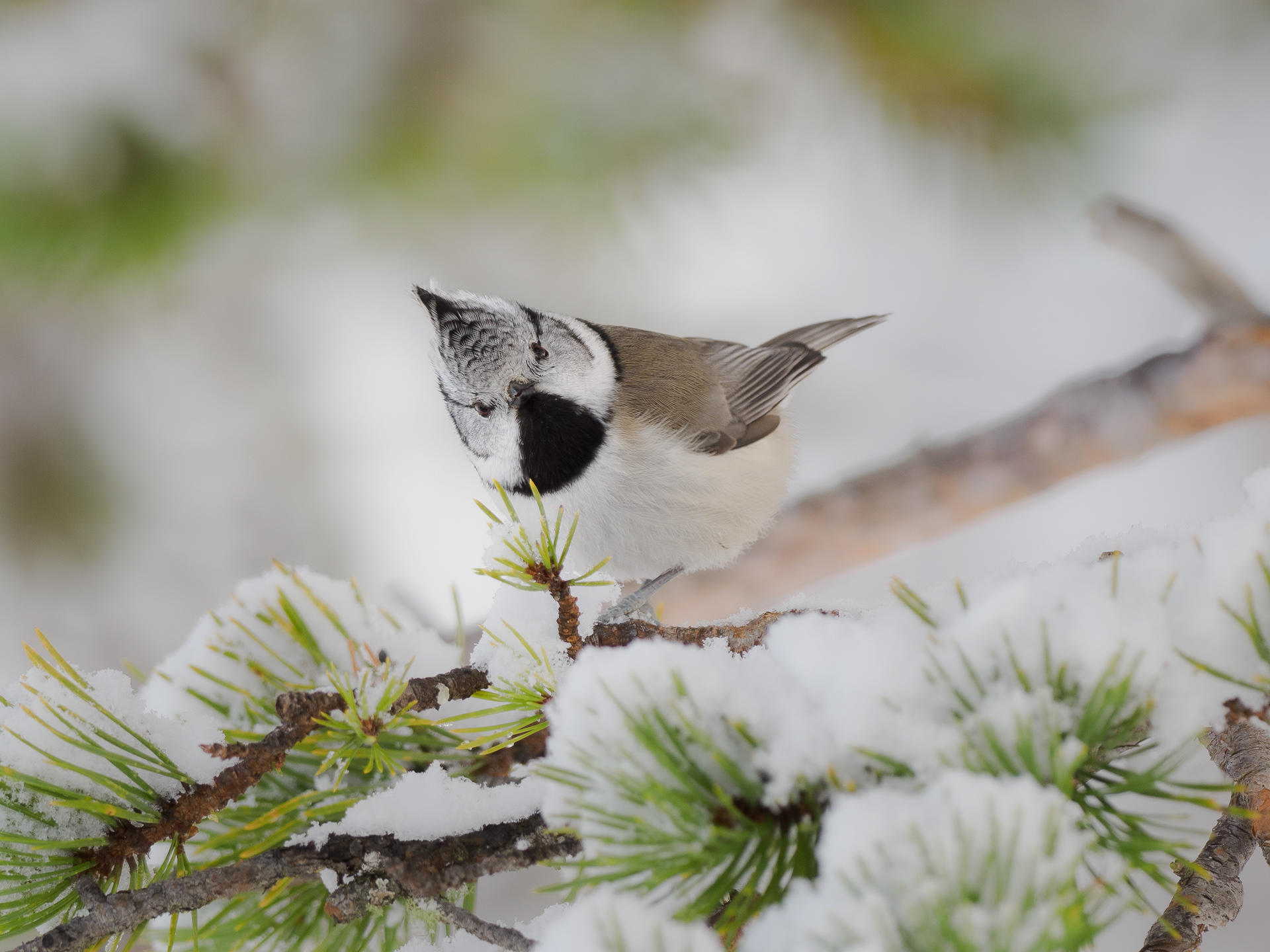 European crested tit (Lophophanes cristatus)