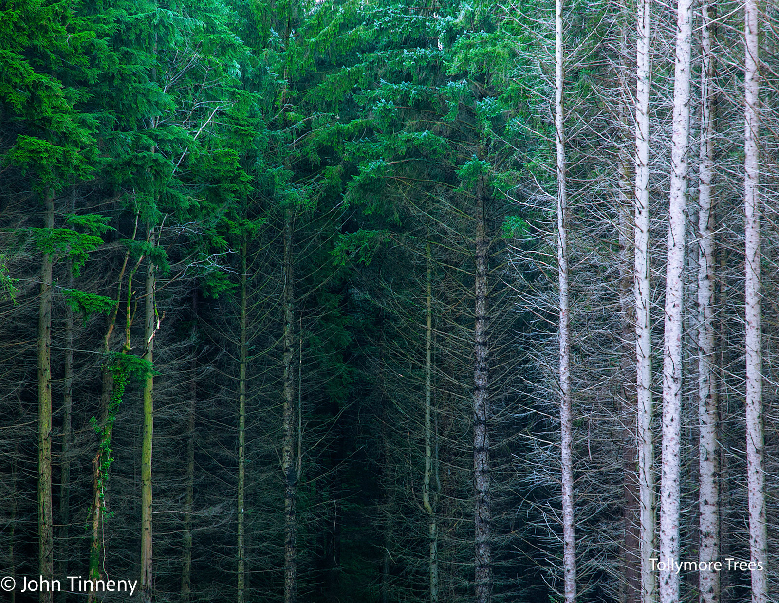 February - Tollymore Trees