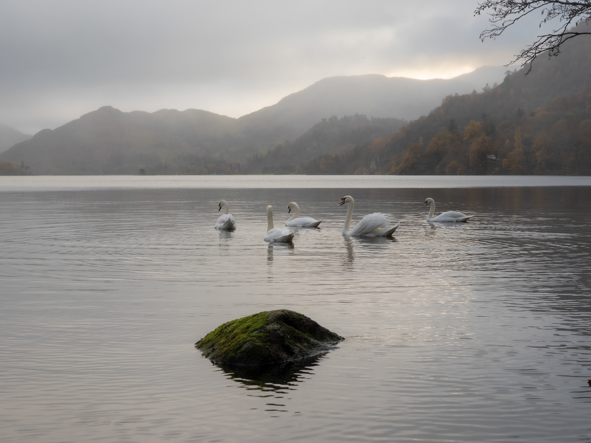 Ullswater Swans