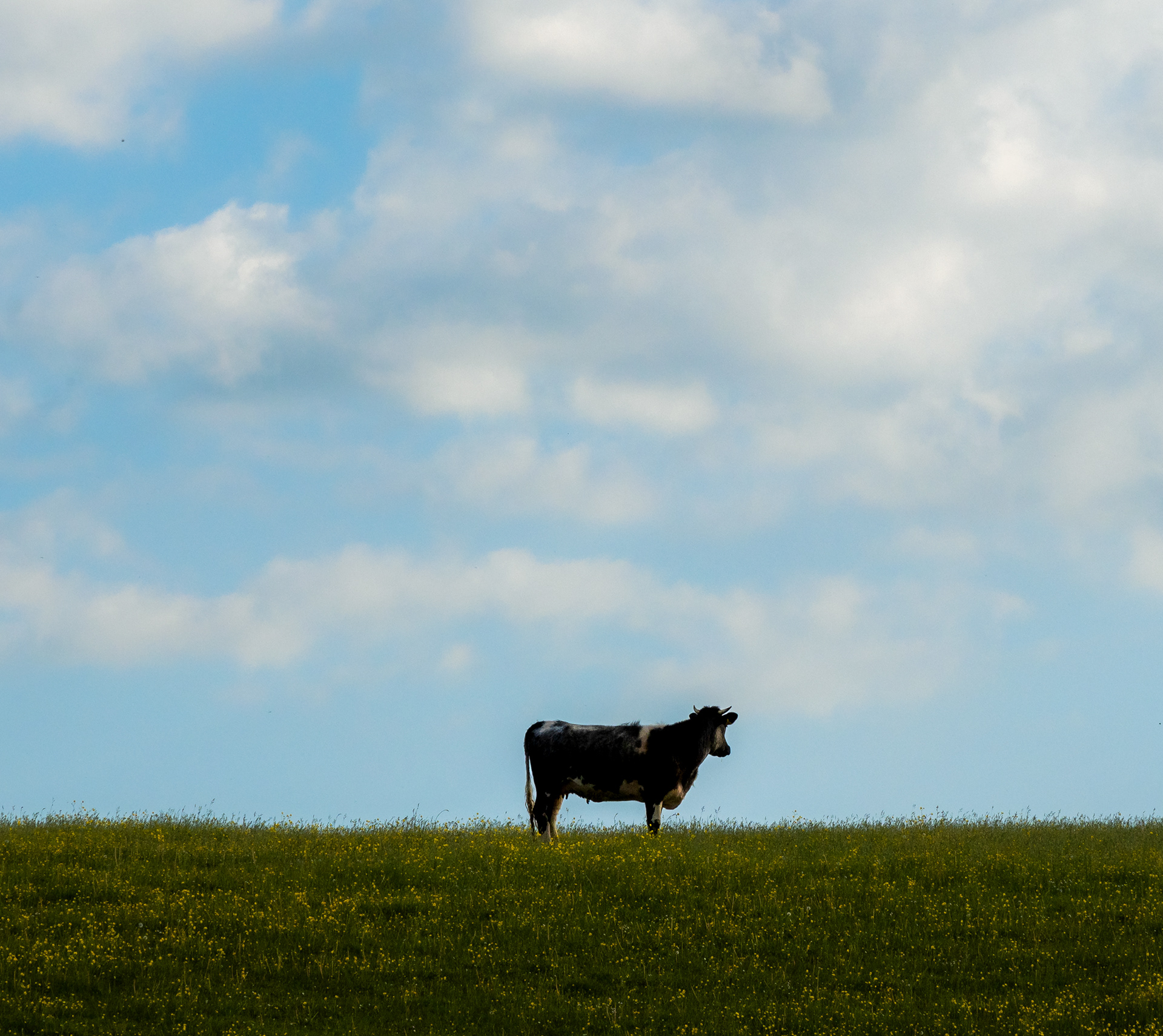 Devon Cow