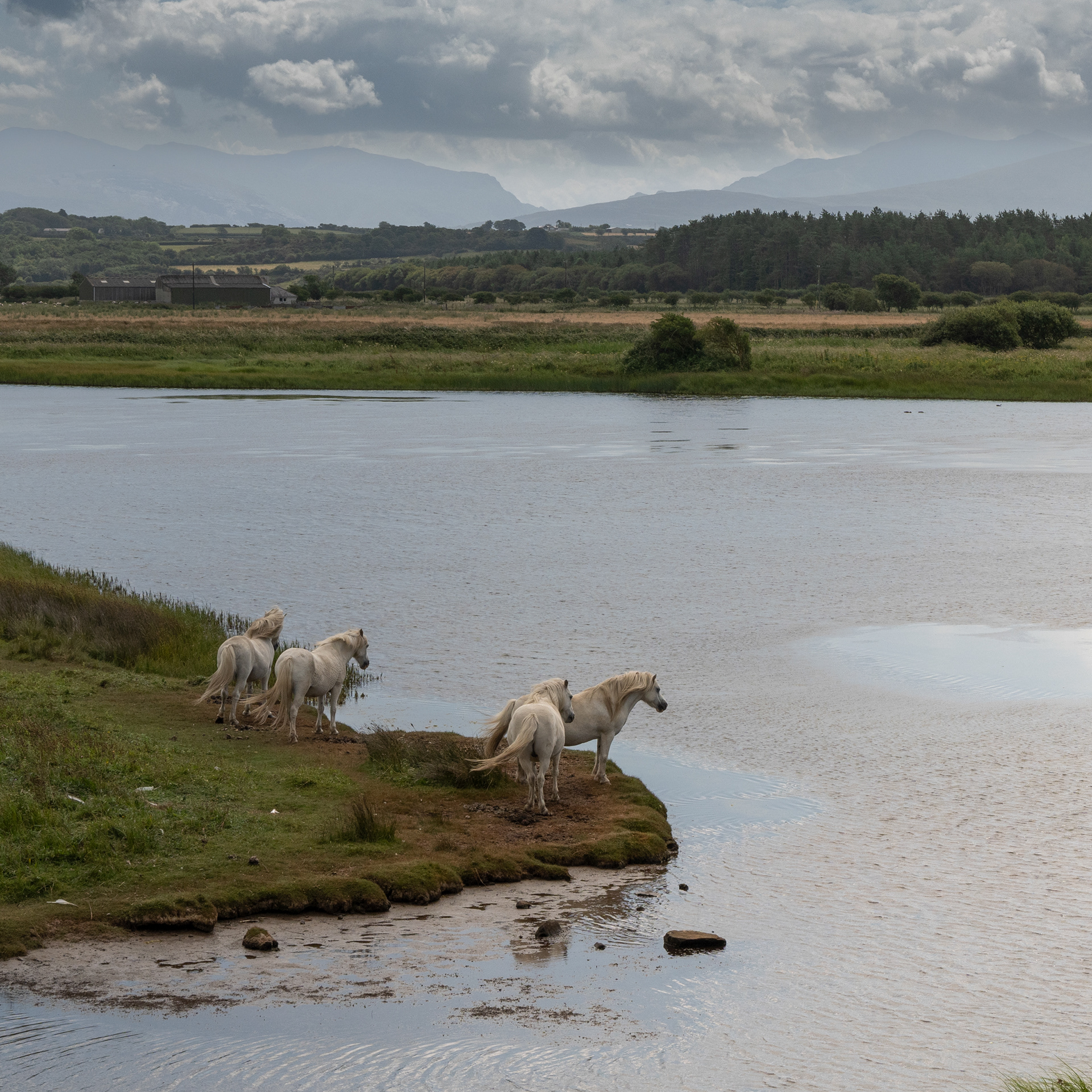 Welsh Hornless Unicorns