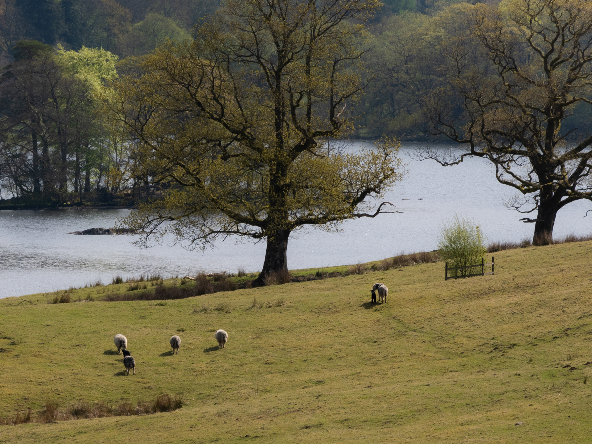 Ewe and Lamb at Grasmere