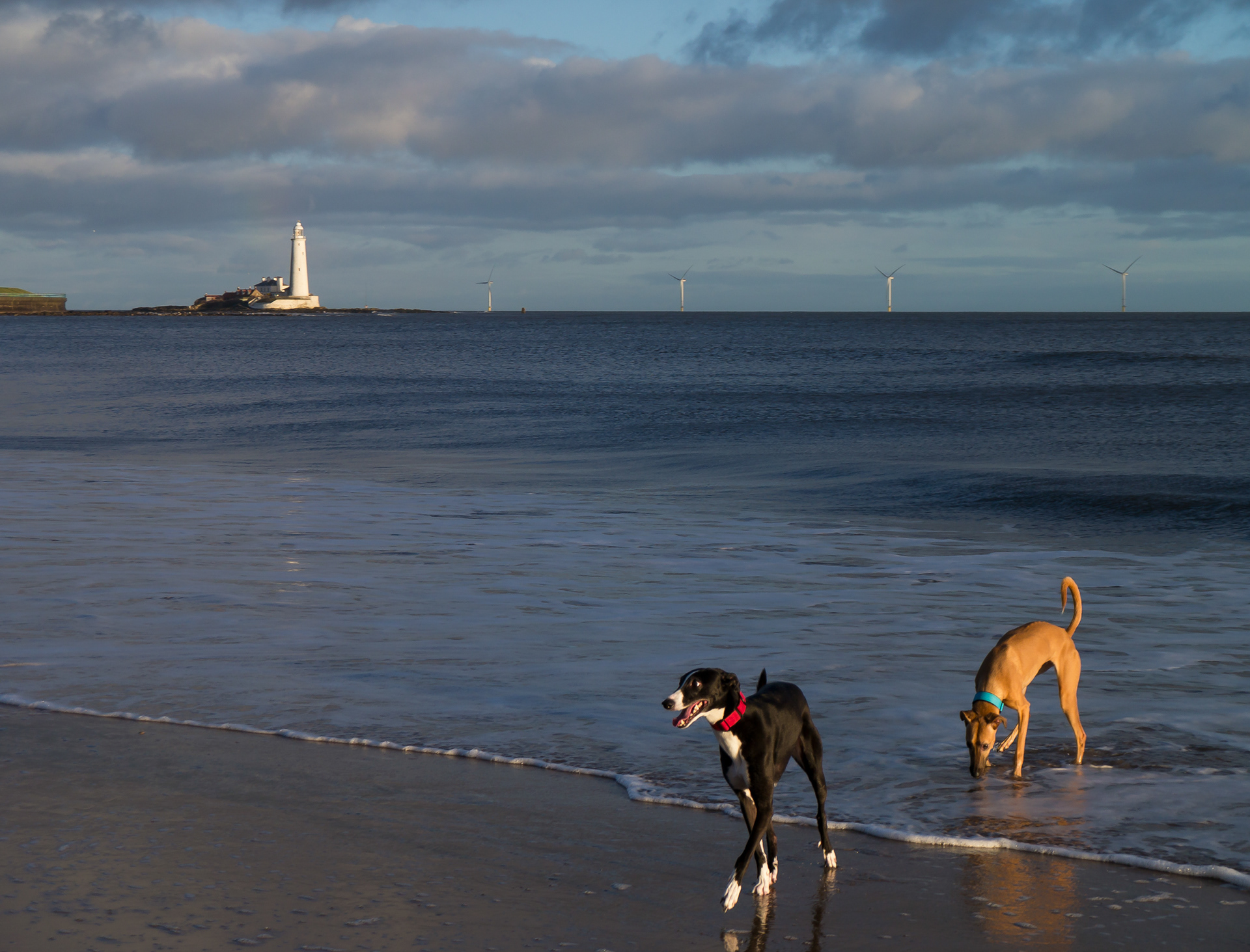 Dogs at St Mary's