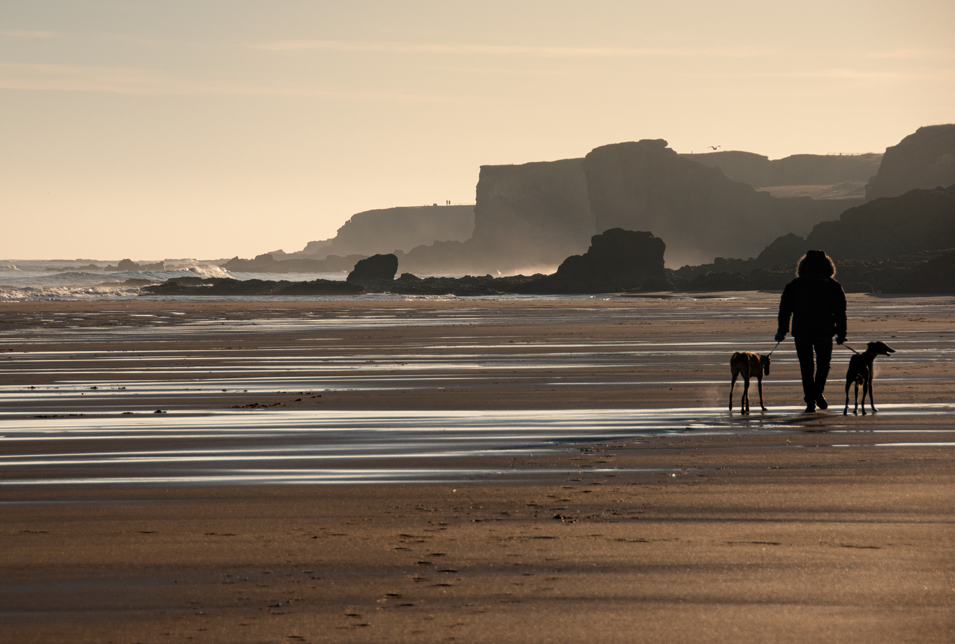 Walking the Dogs