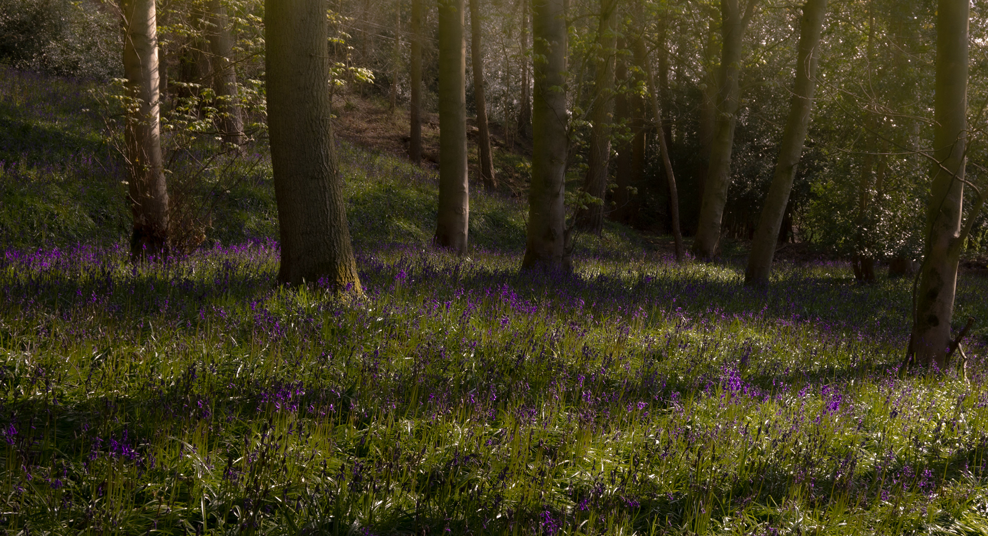 Bluebell Woods - Durham