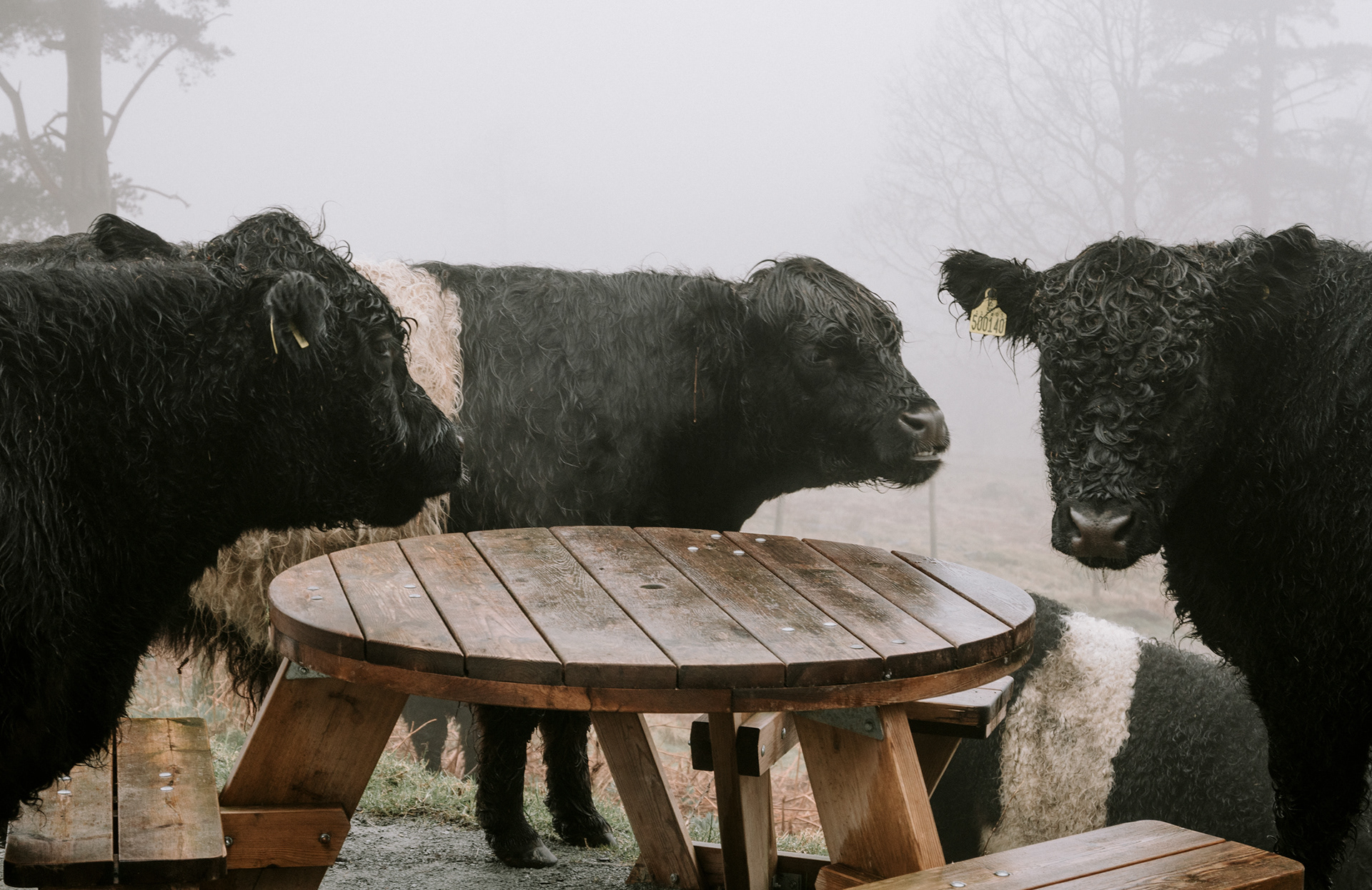Table for Three