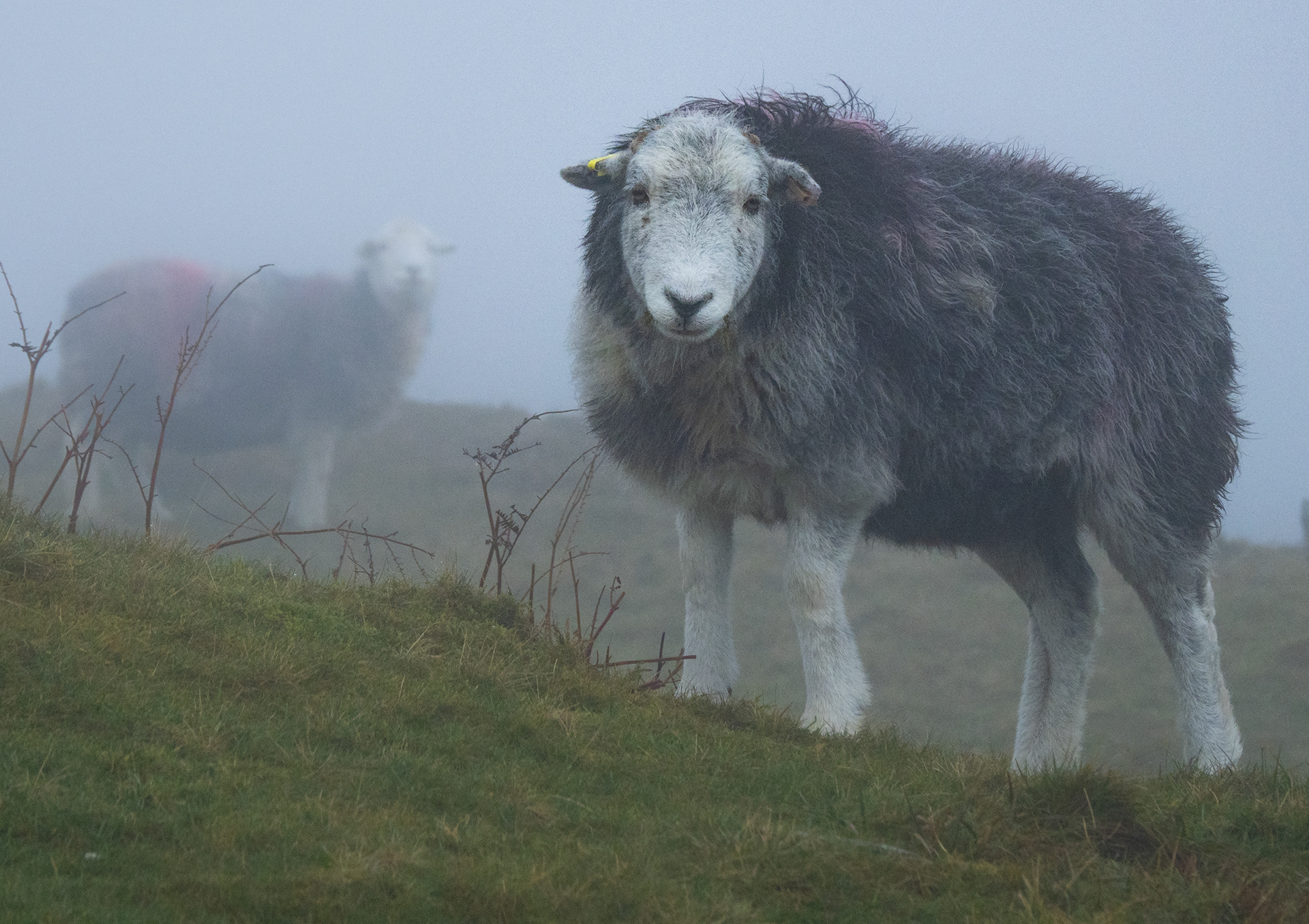 Herdies in the MIst