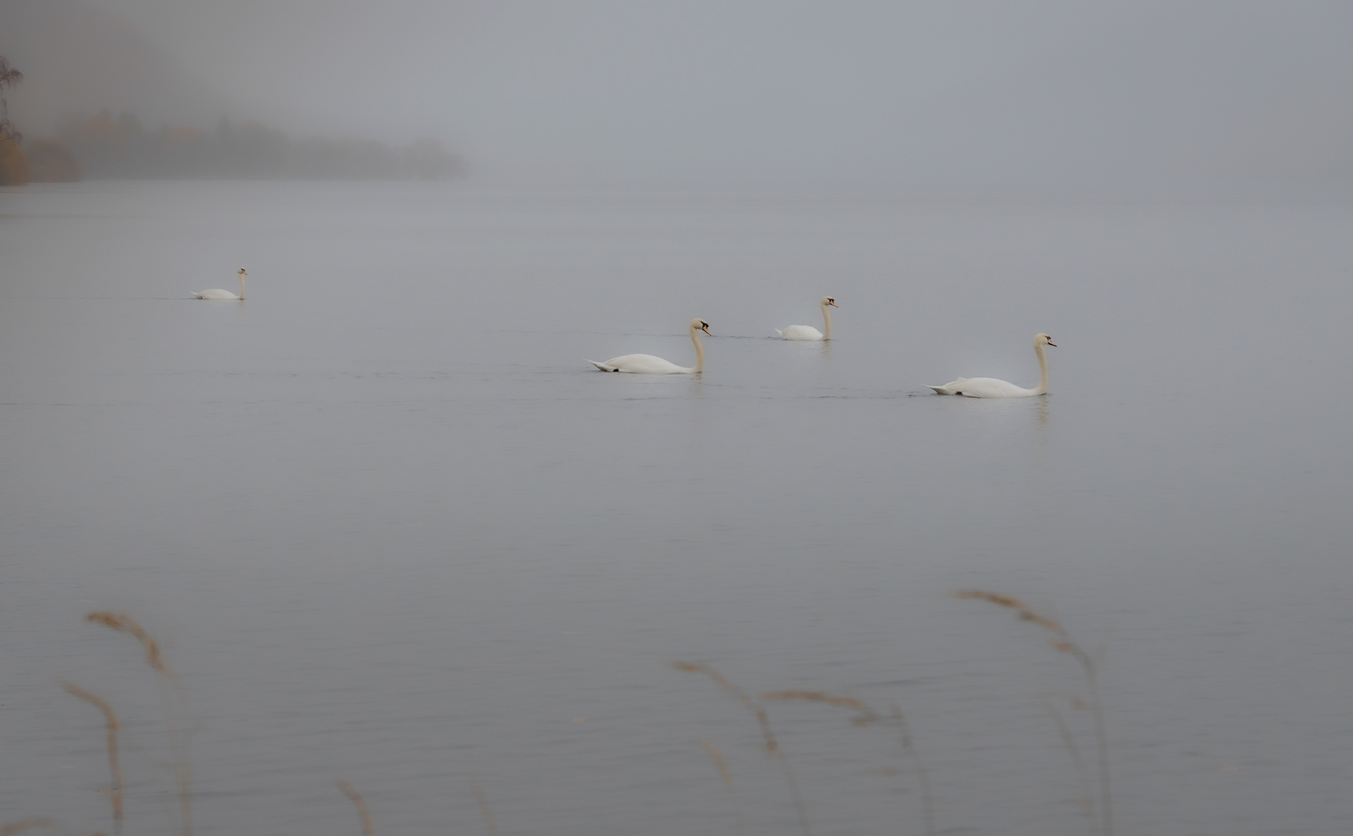 Ullswater Swans