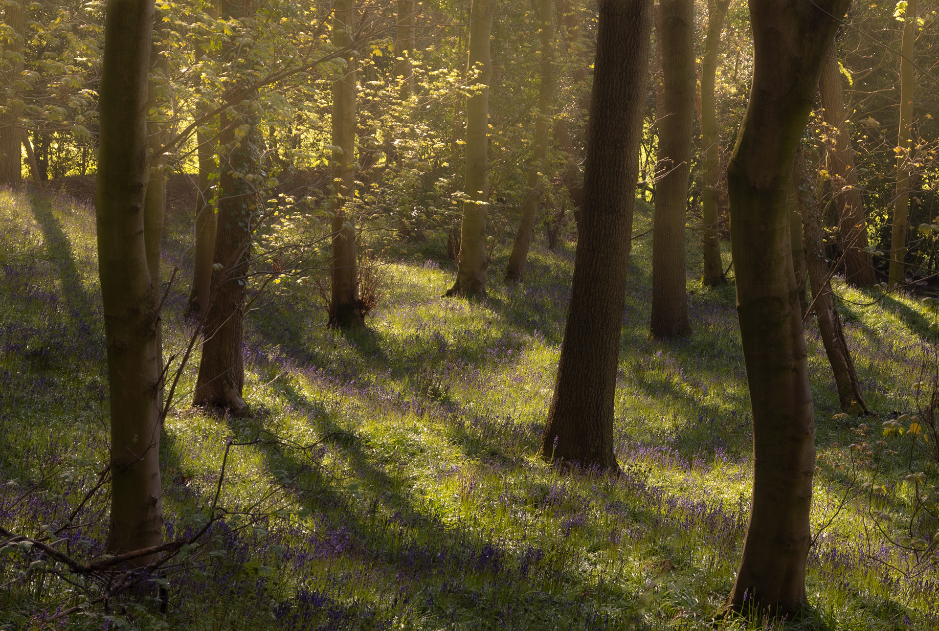 Bluebell Woods - Durham