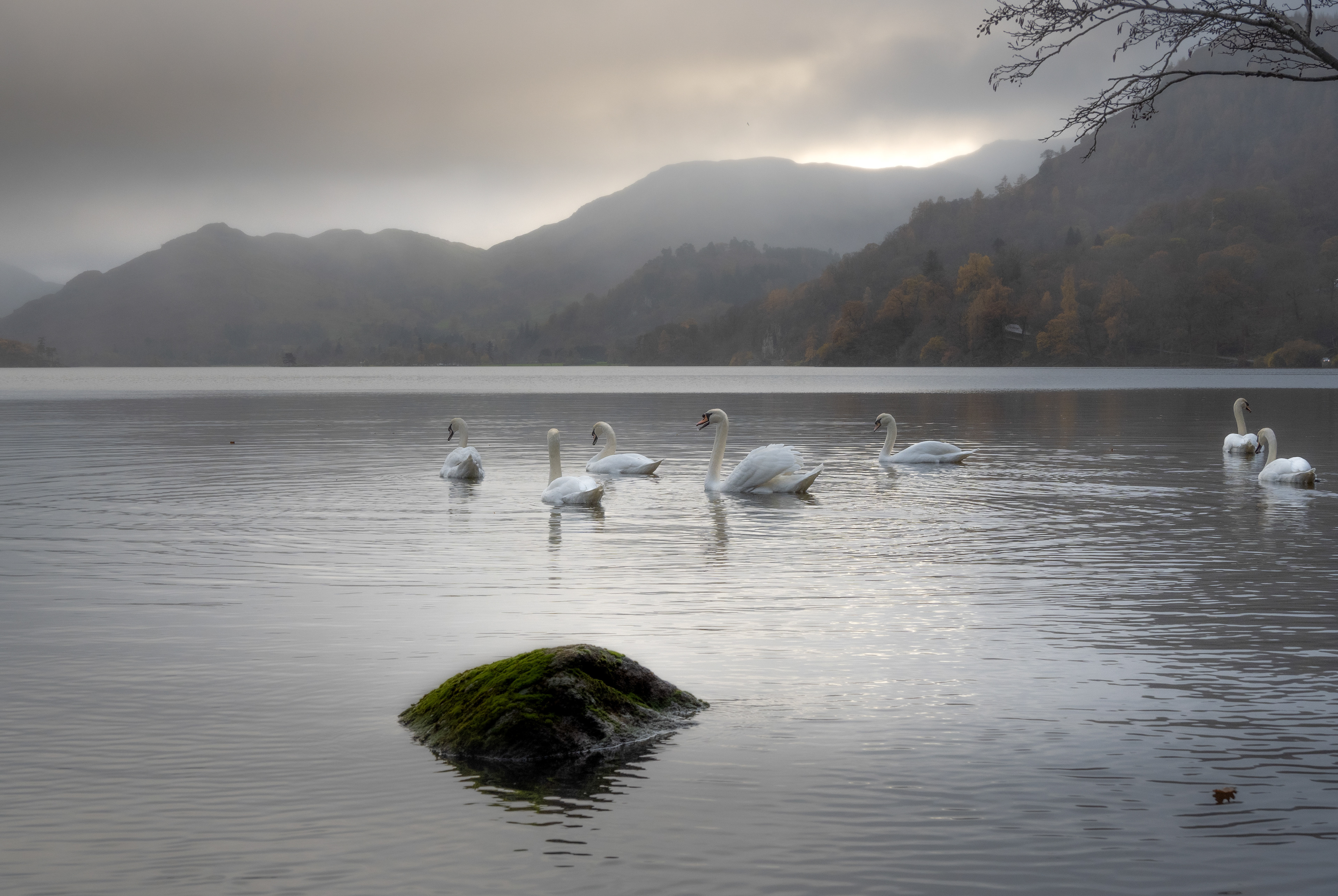 Ullswater Swans