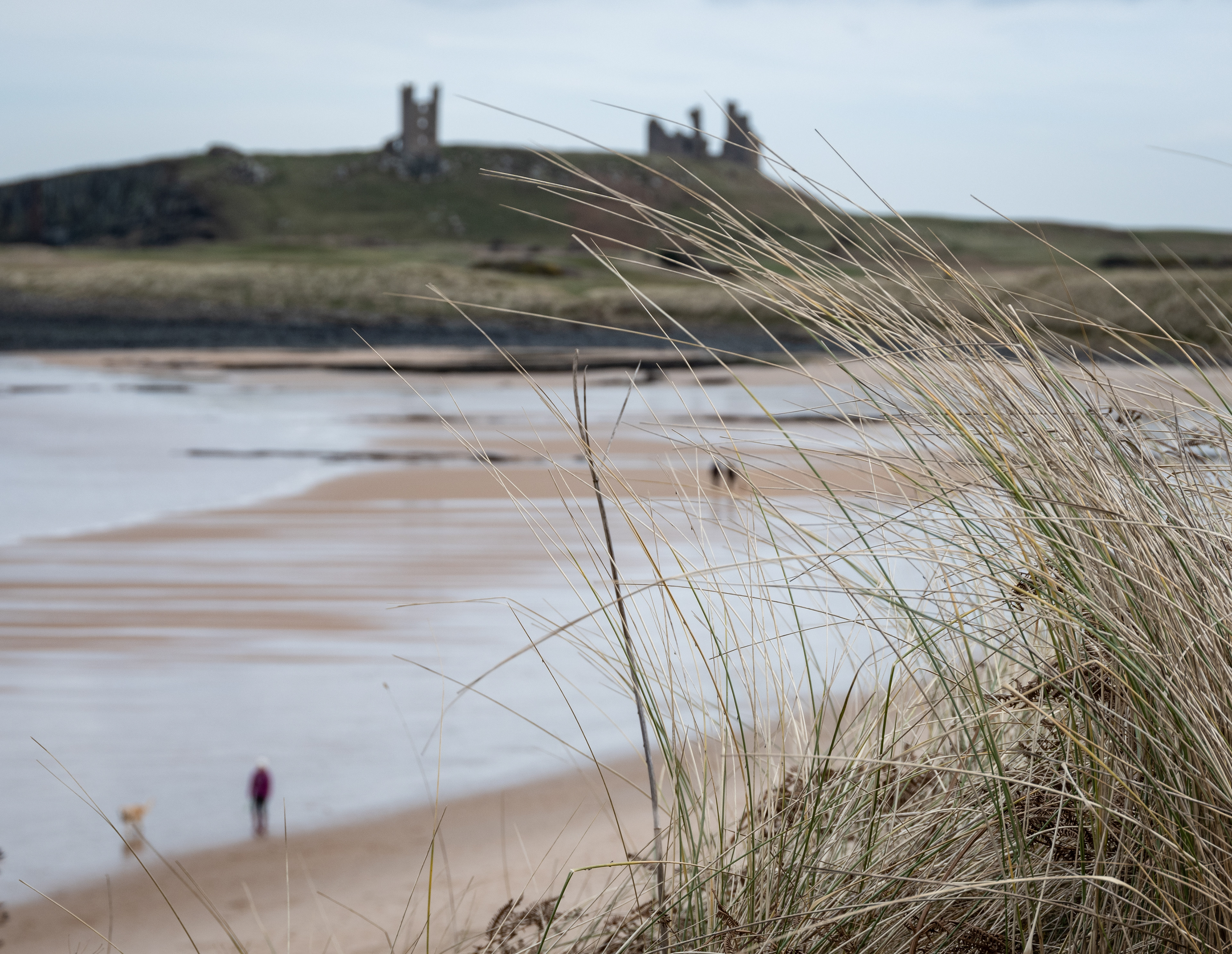 Embleton Grasses