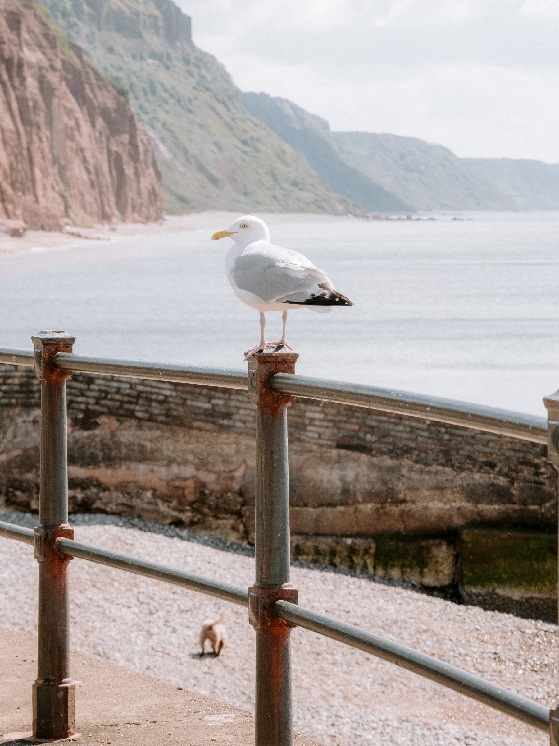 Sidmouth Seagull