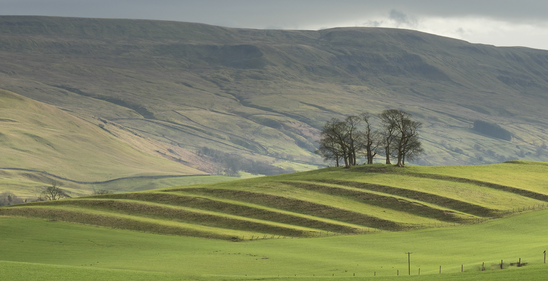 Ridges and Trees