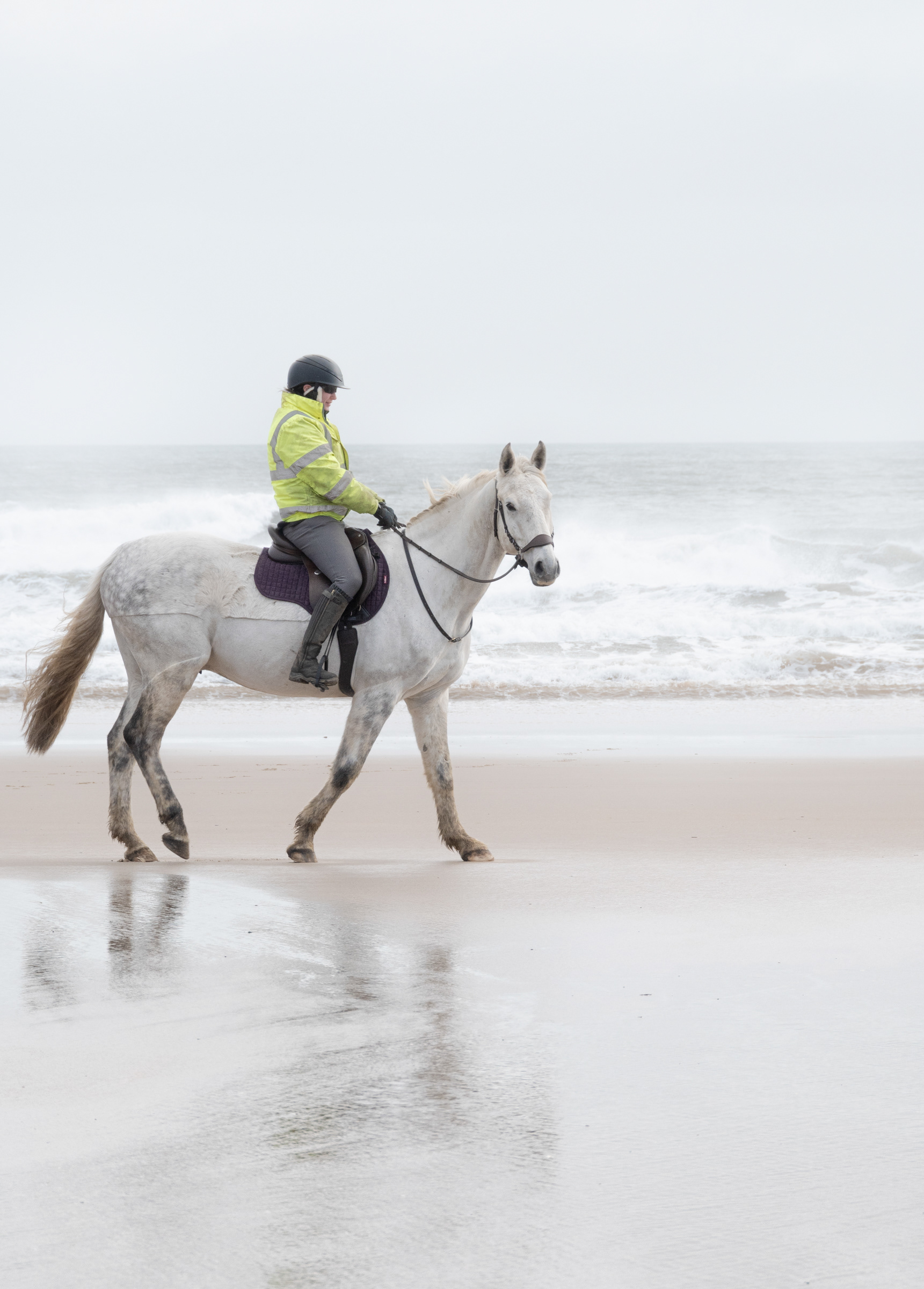 Sea, Horse