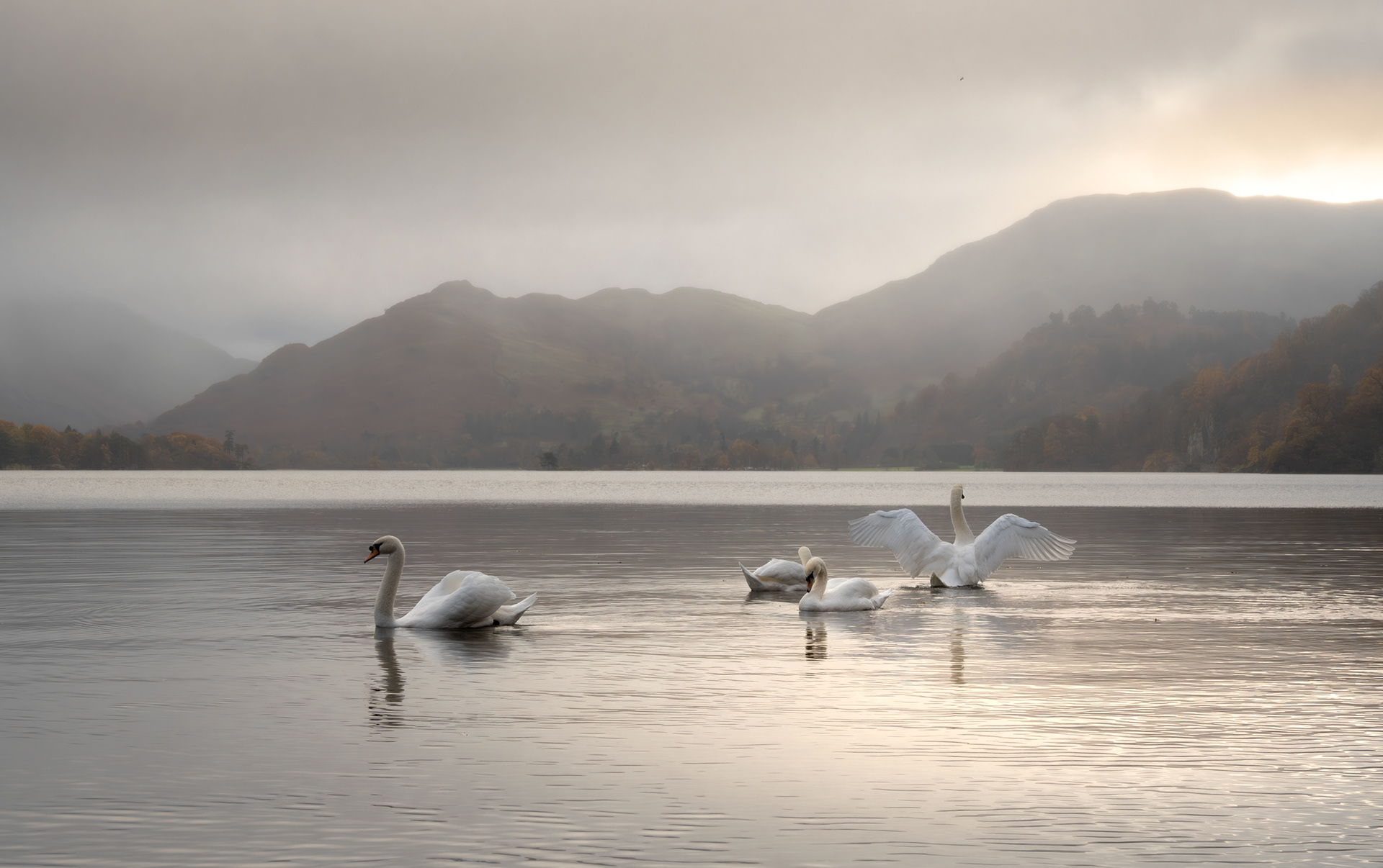 Ullswater Swans