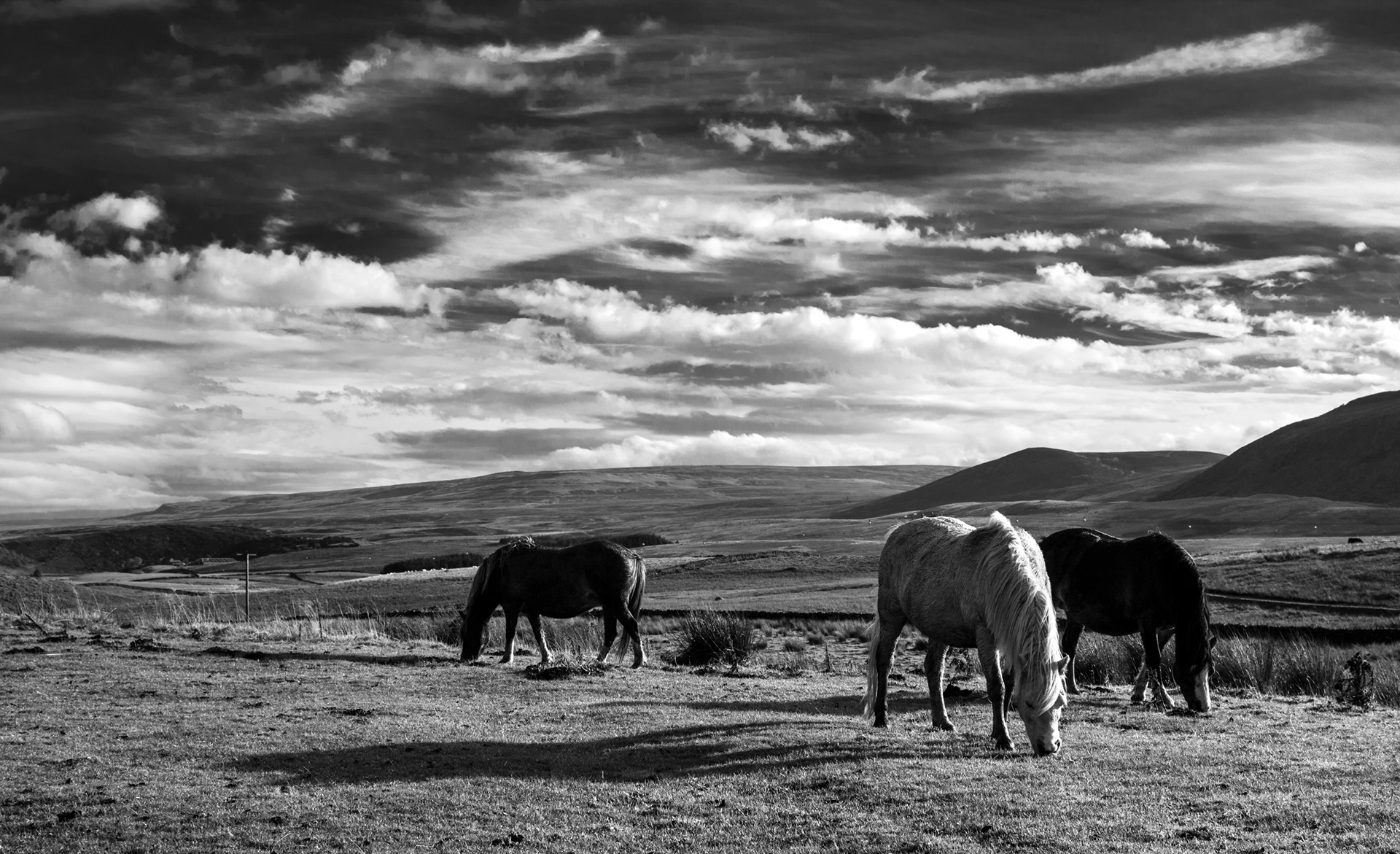 Horses of Teesdale