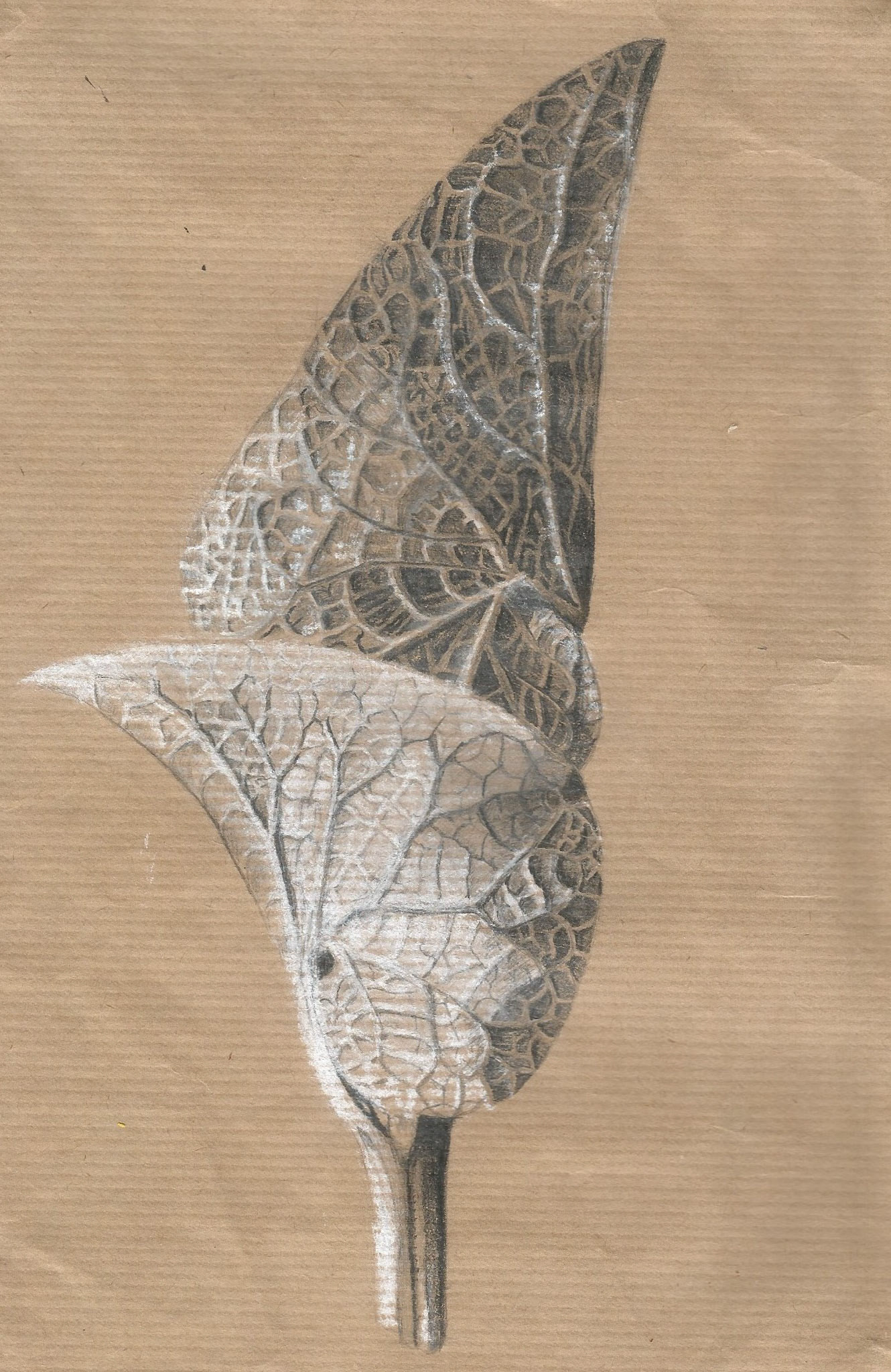 Tonal Study - Karl Blossfeldt, 2013