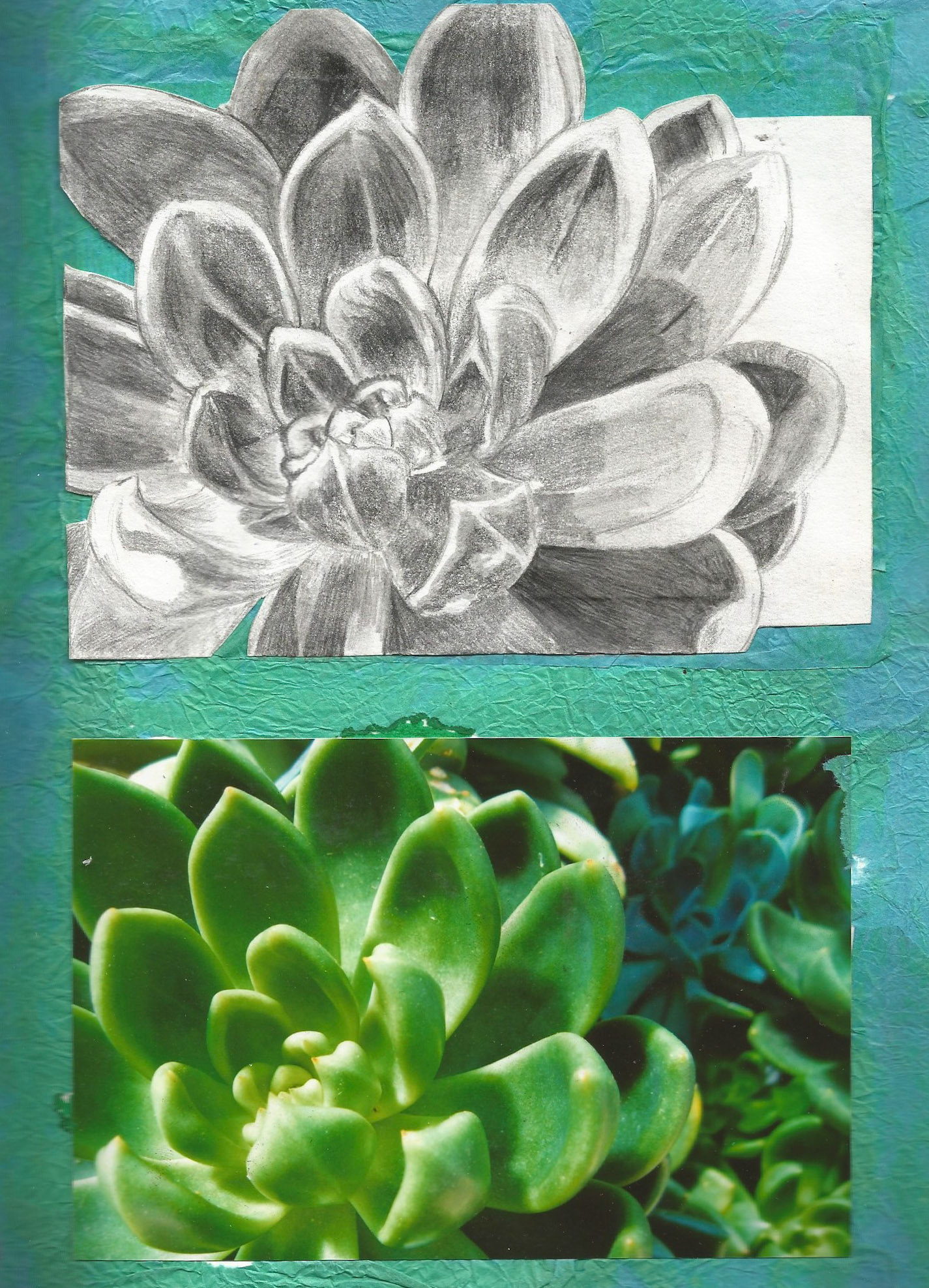 Tonal Study - Echeveria, 2013