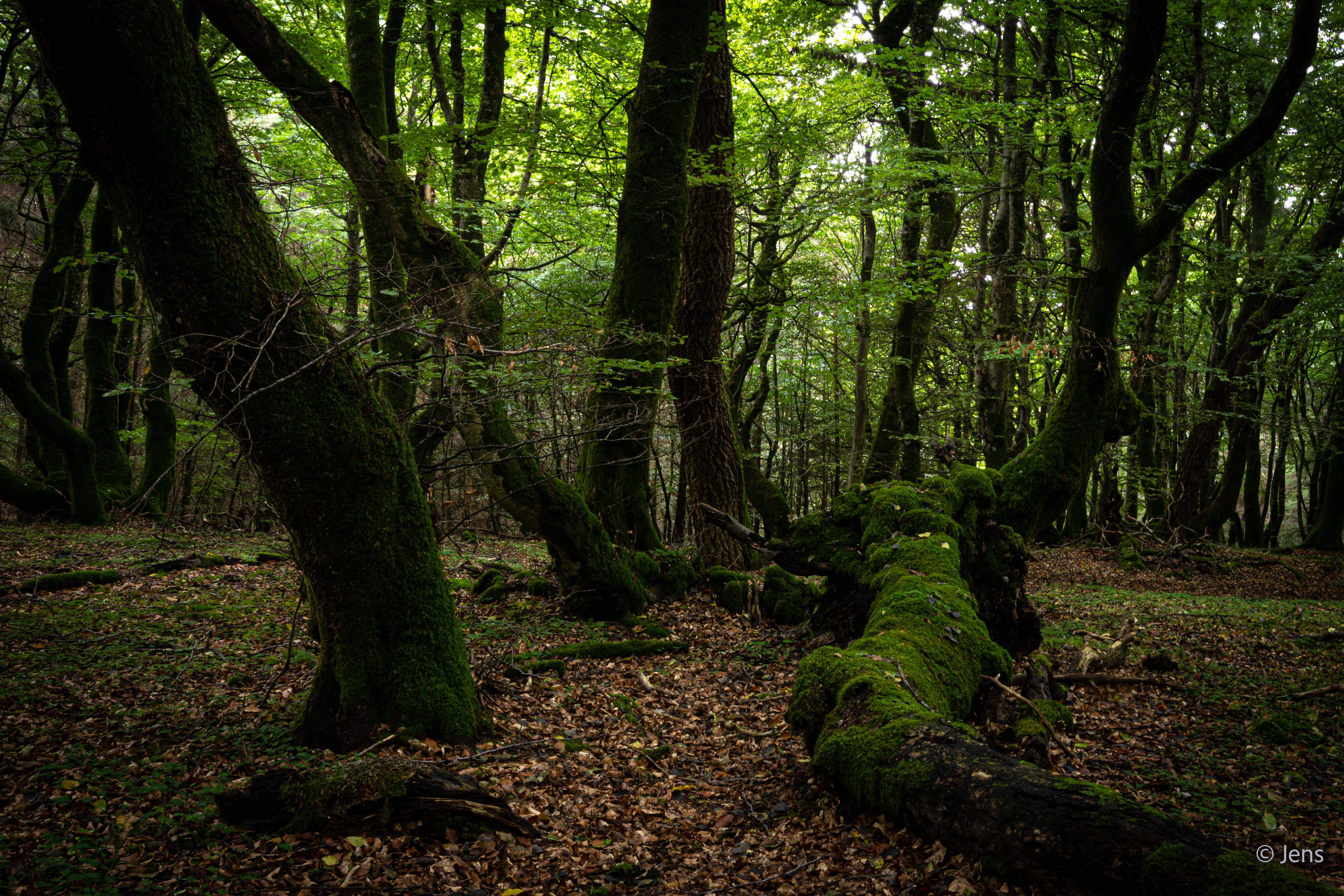 Rolv Skov, Danmark