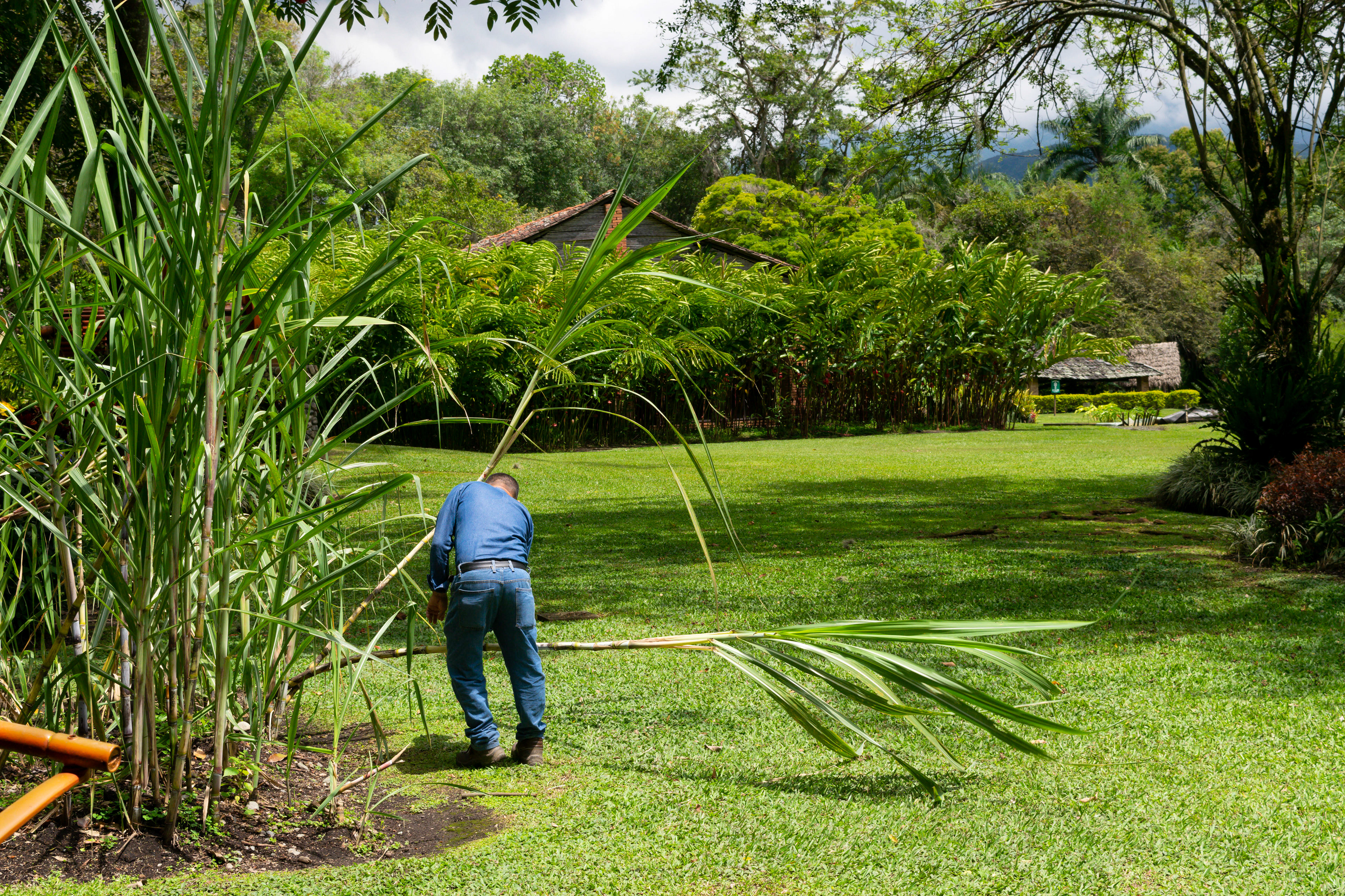 Cutting down sugar cane