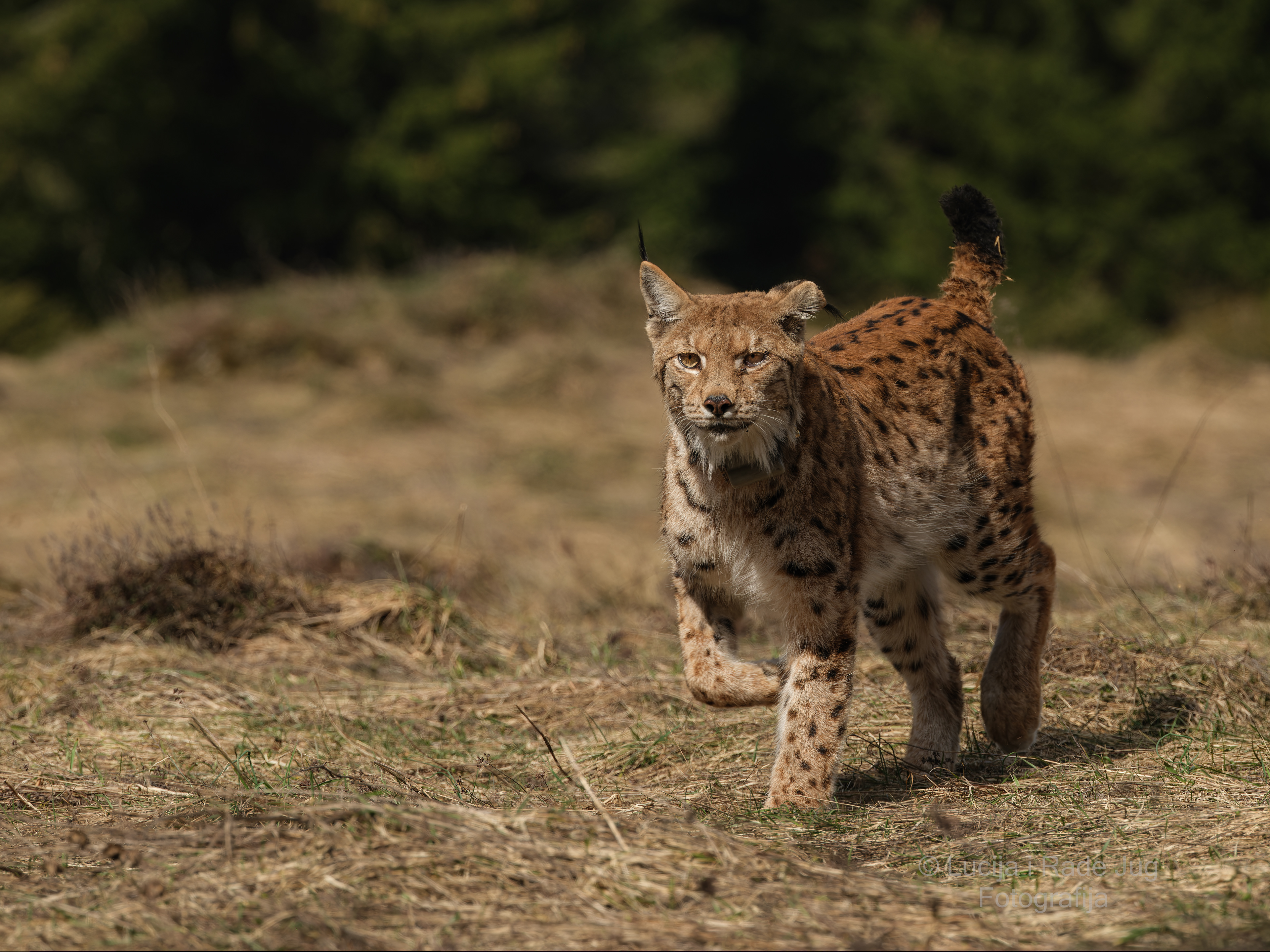 Plitvice Lakes-Čorkova Uvala-Lynx GFX 100-3