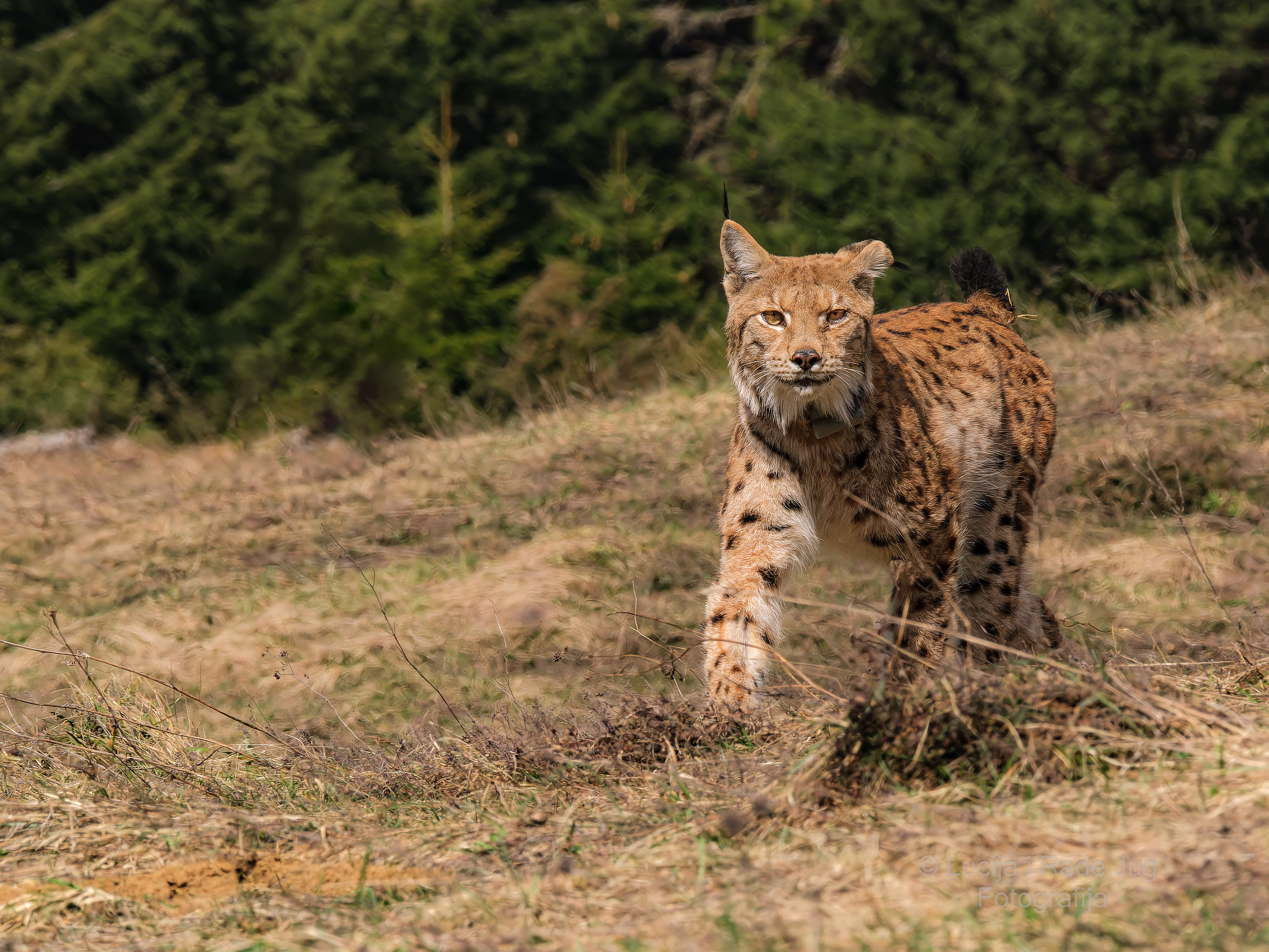 Plitvice Lakes-Čorkova Uvala-Lynx XT3-2