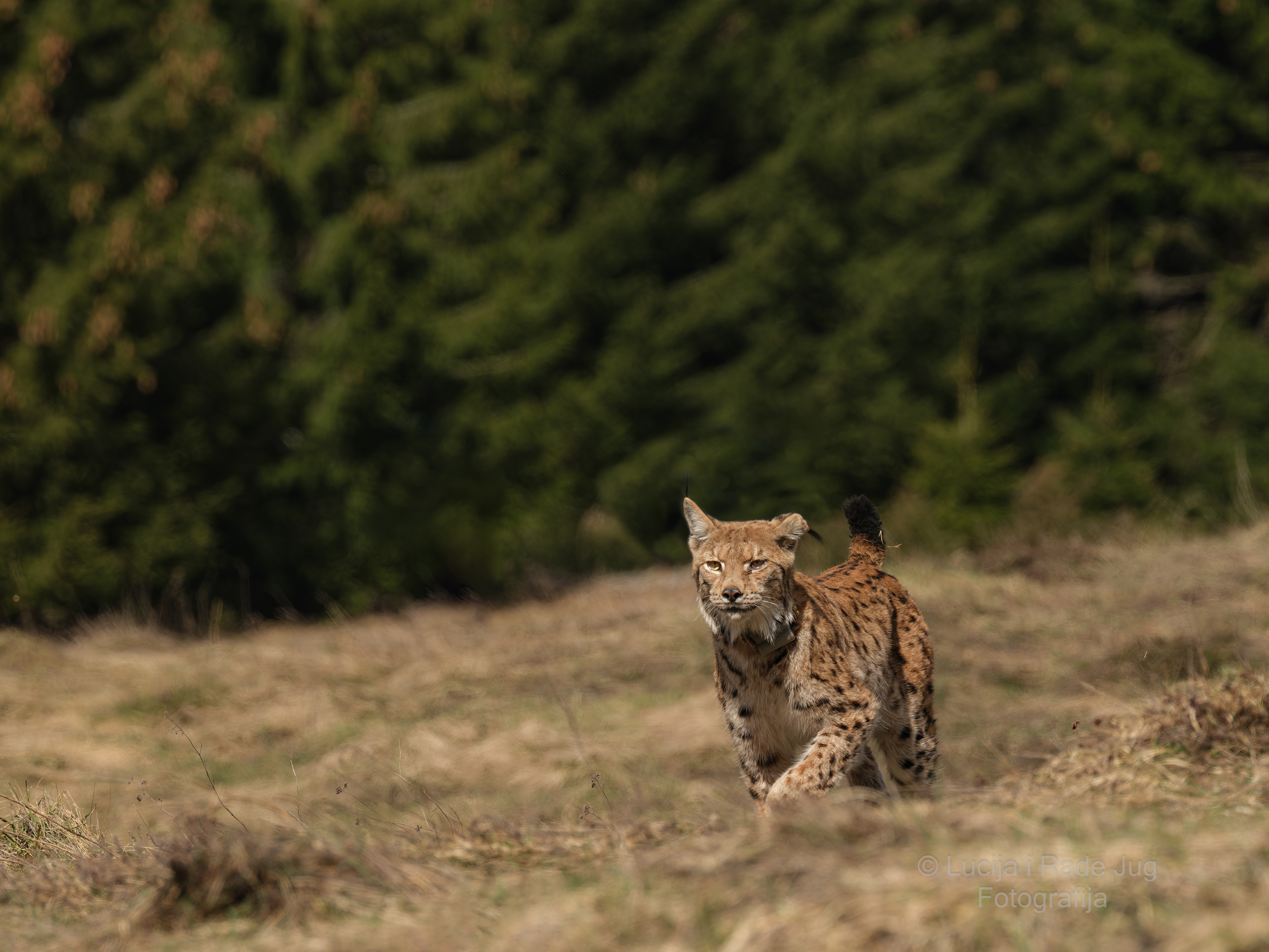 Plitvice Lakes-Čorkova Uvala-Lynx GFX 100-6