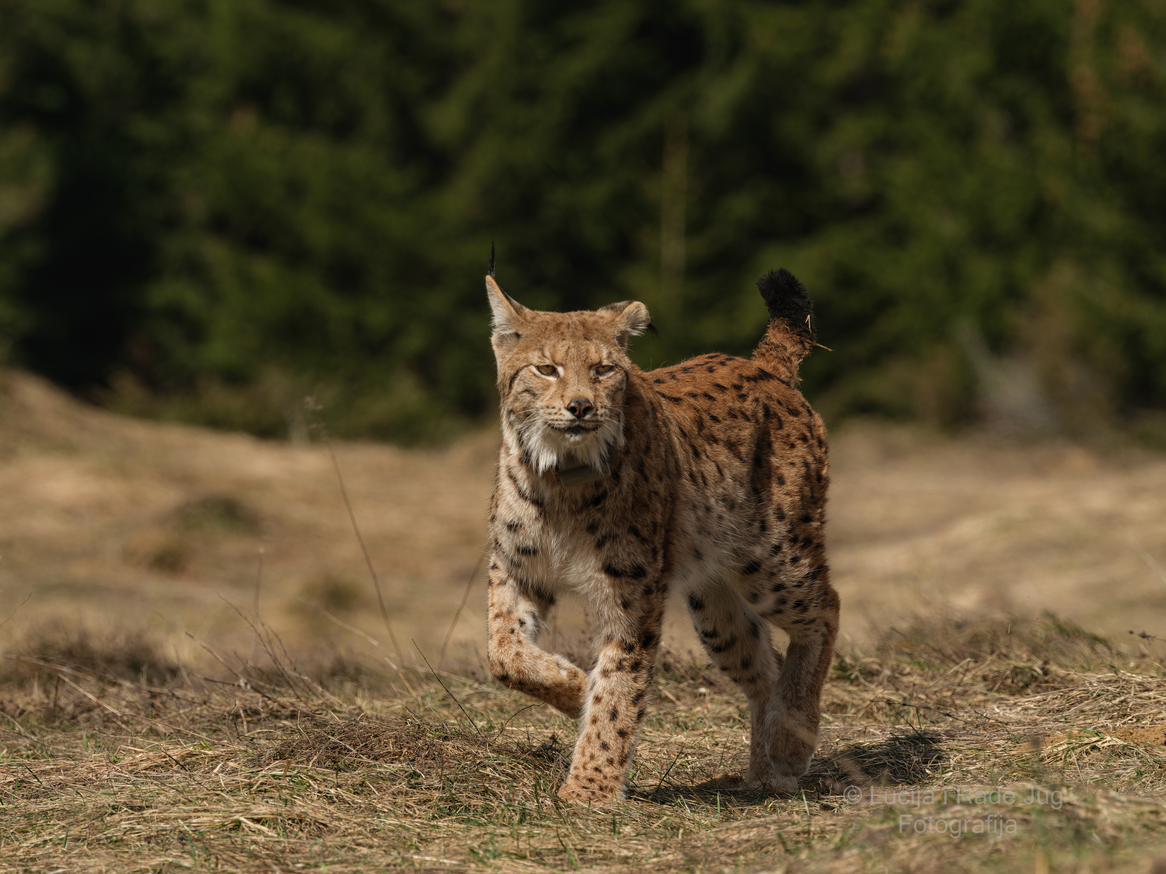 Plitvice Lakes-Čorkova Uvala-Lynx GFX 100-2