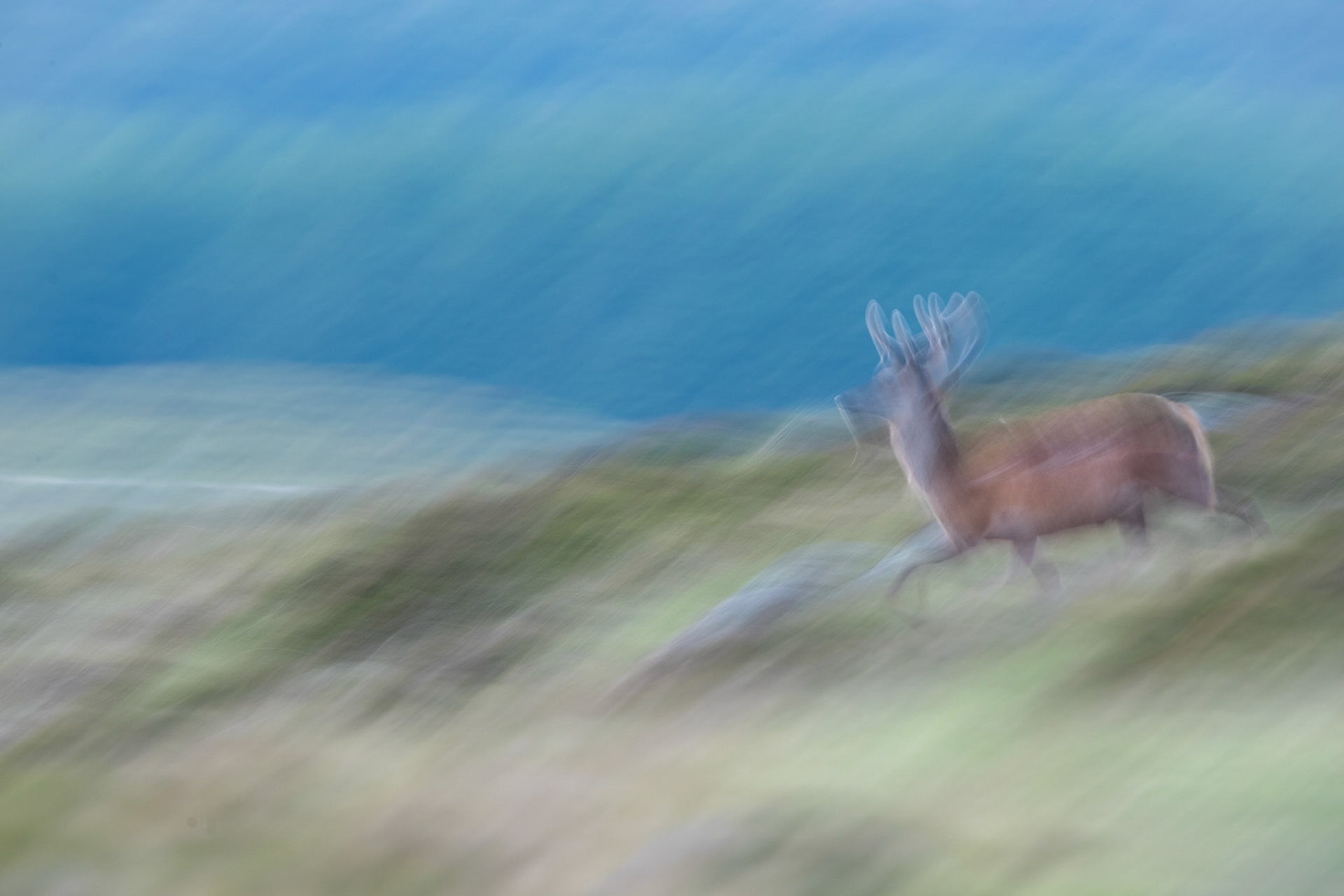 Deer sprint