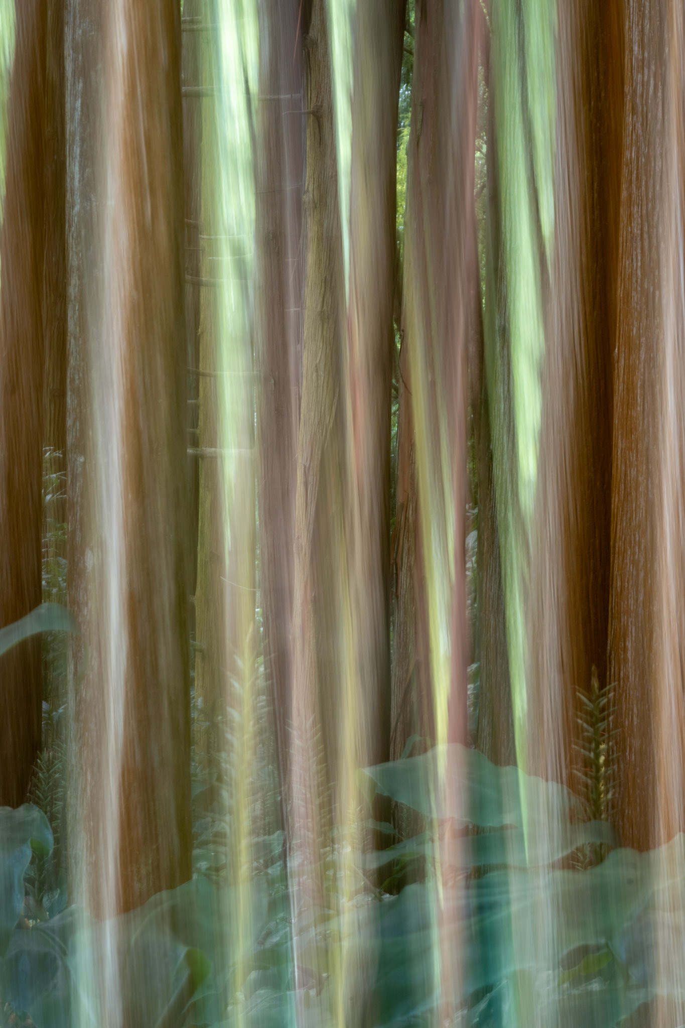 Forest growth