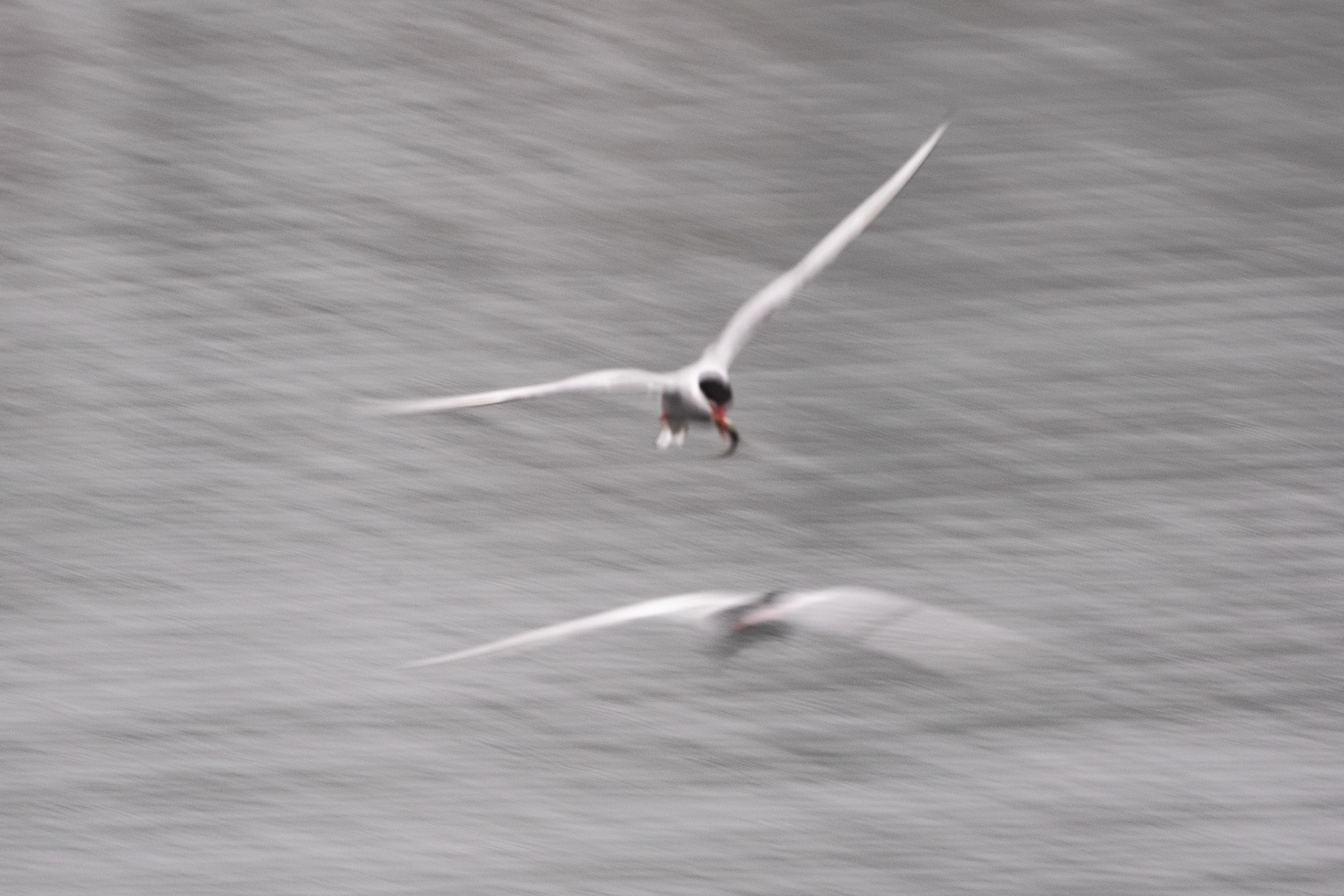 Arctic sterns were hunting fish and pursuing each other. I wanted to capture their flight, which is very fast and a little above water. I used ICM and panning to get those two sterns (one look like a reflect of the first one, that has just captured a fish).