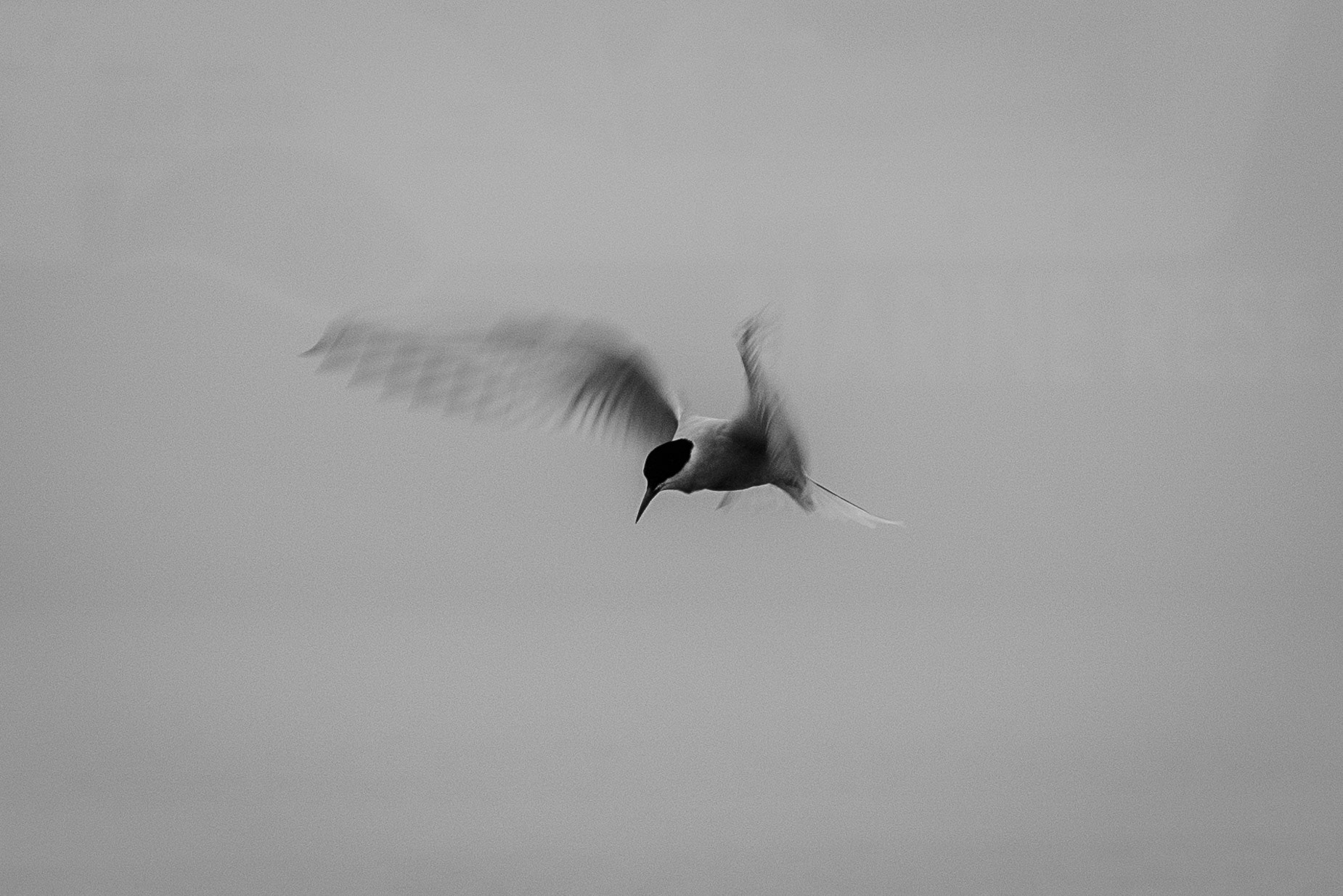 I watched the arctic sterns for a while and was mesmerized by their food search pattern: hovering rapidly in a place, looking around for food, then speeding to the next spot, going up a little bit, hovering, watching, speeding...
