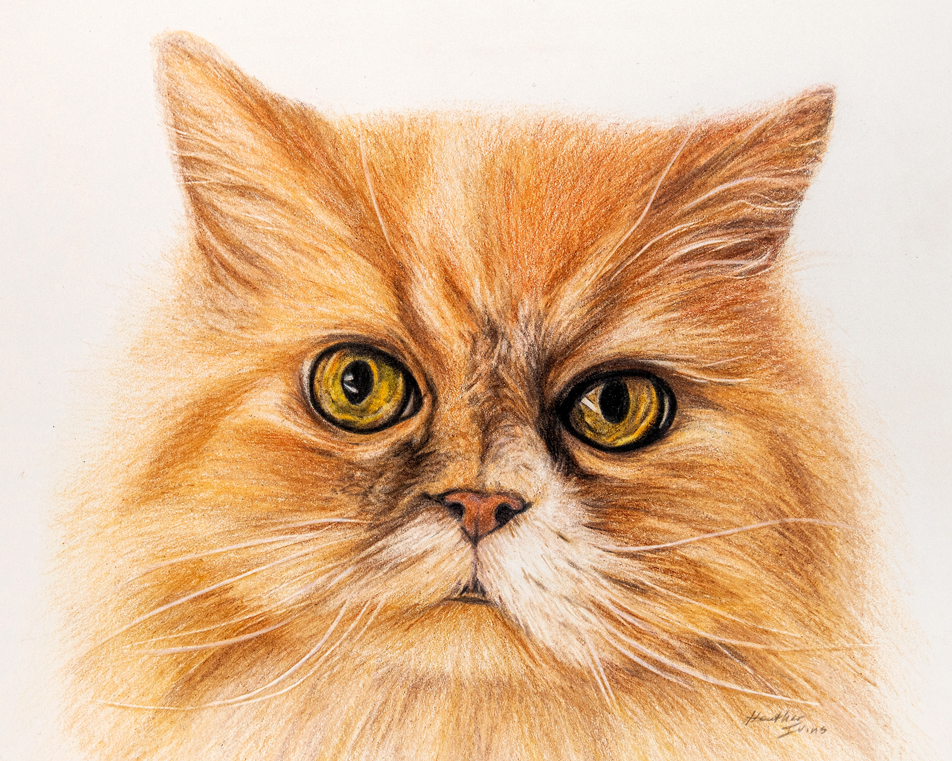 Gizmo, Colored Pencil, 8"x10" • SOLD