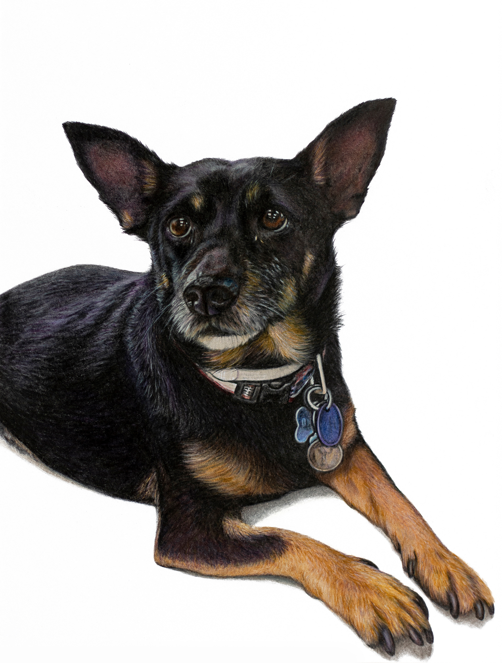 Okee, Colored Pencil, 8"x10" • SOLD