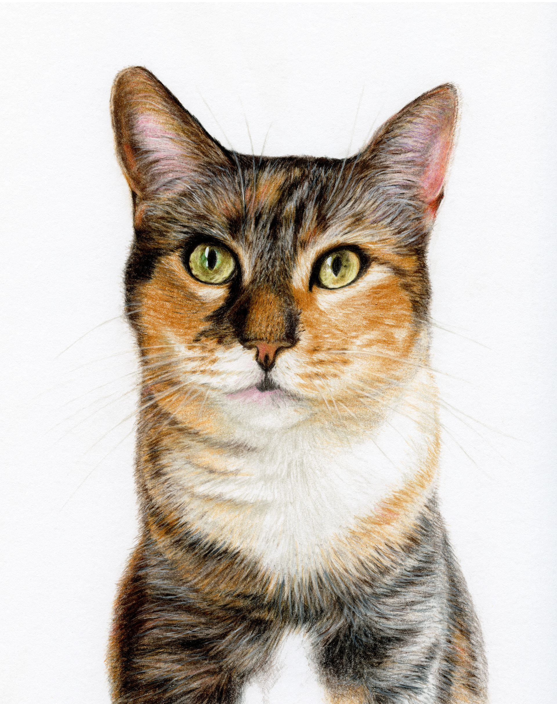 Maisy, Colored Pencil, 8"x10", SOLD