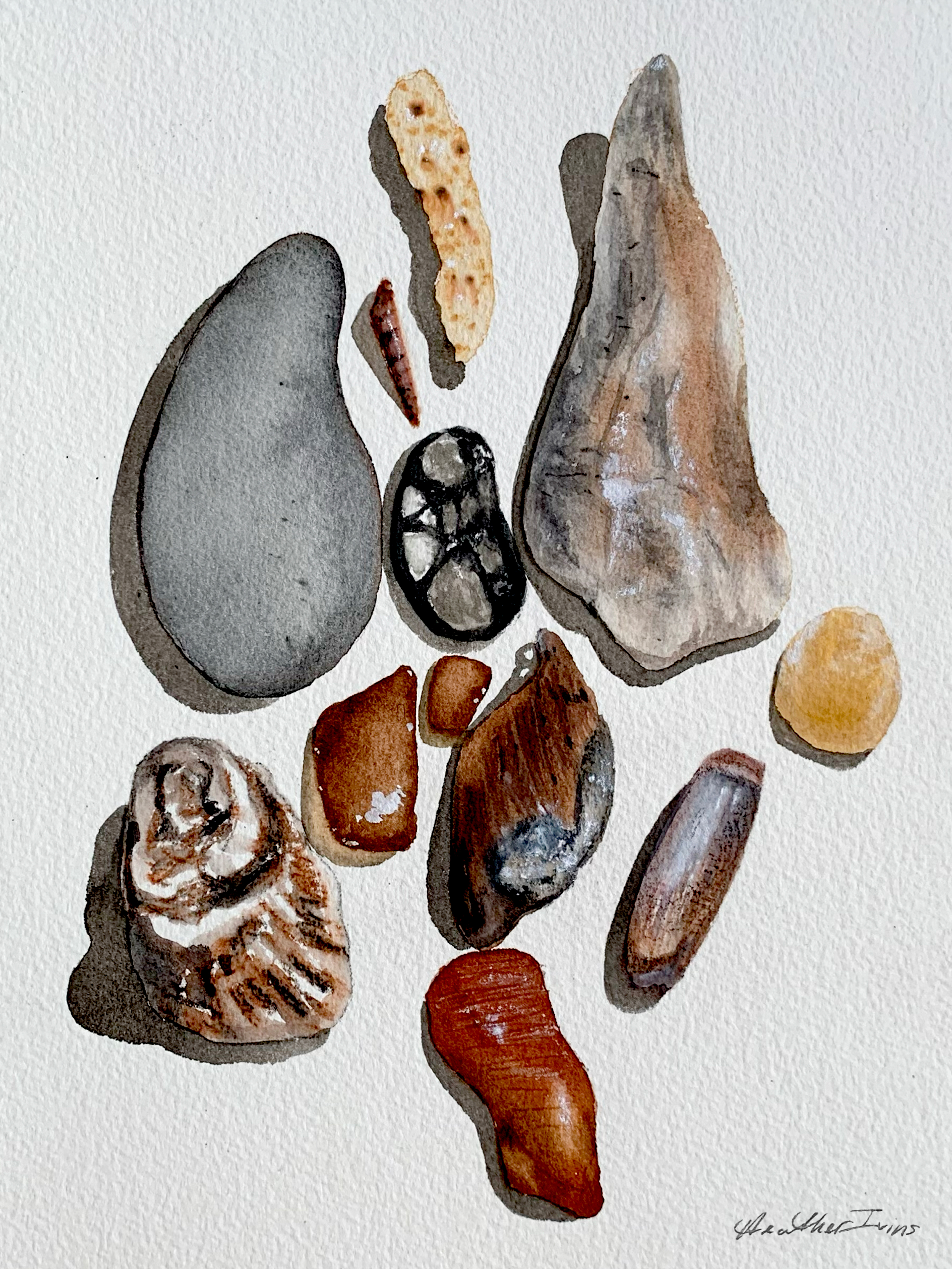 Seashell Study, Watercolor, 10"x14" AVAILABLE