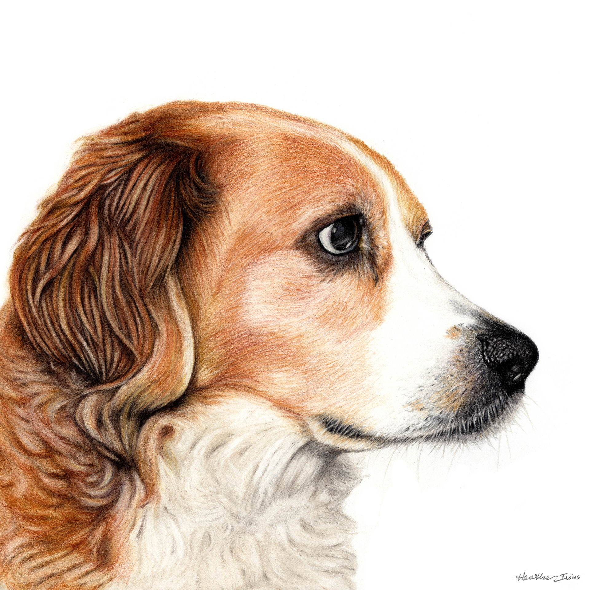 Deetle, Colored Pencil, 8"x8" • SOLD