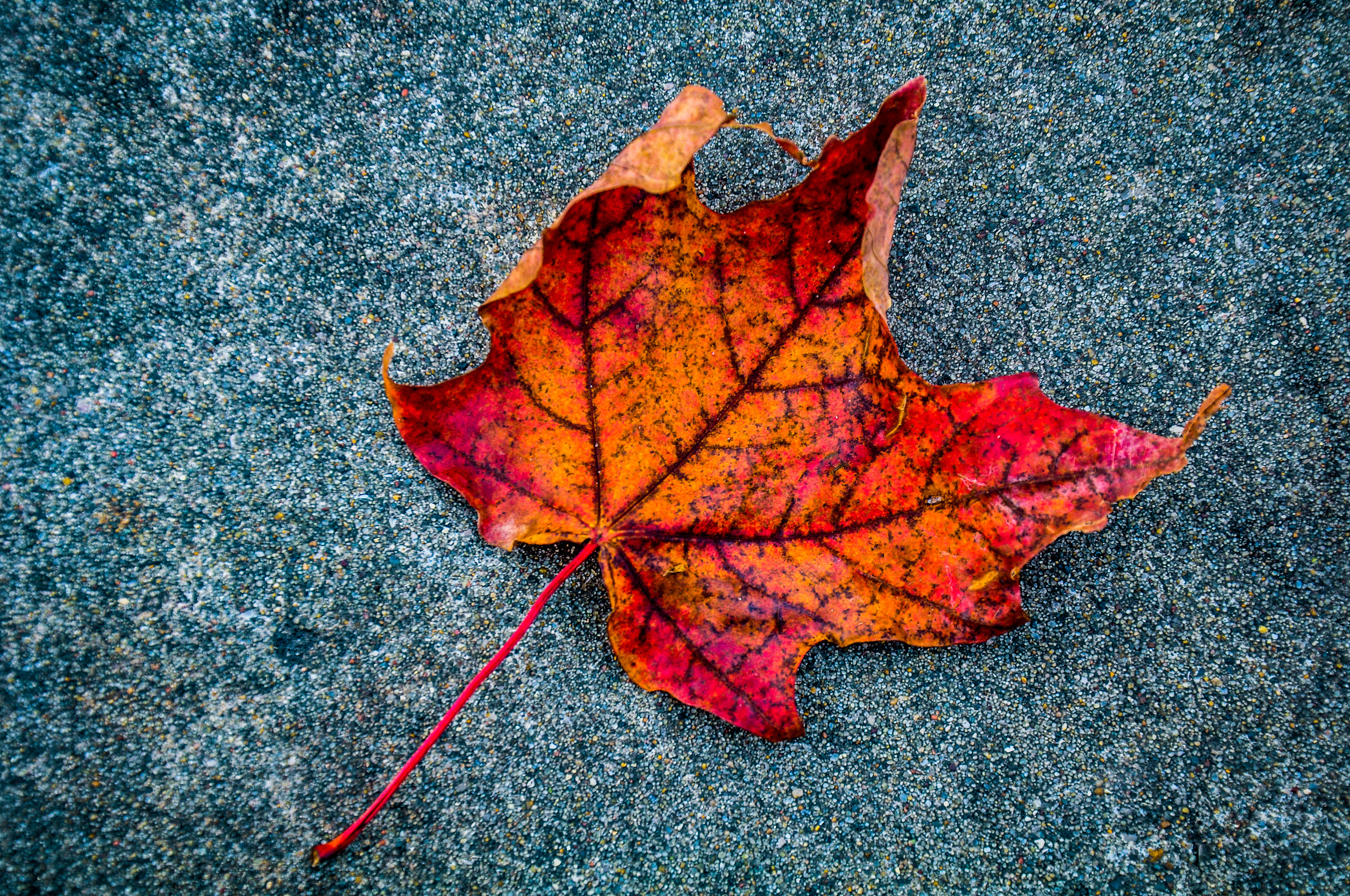 Leaf, October 2018