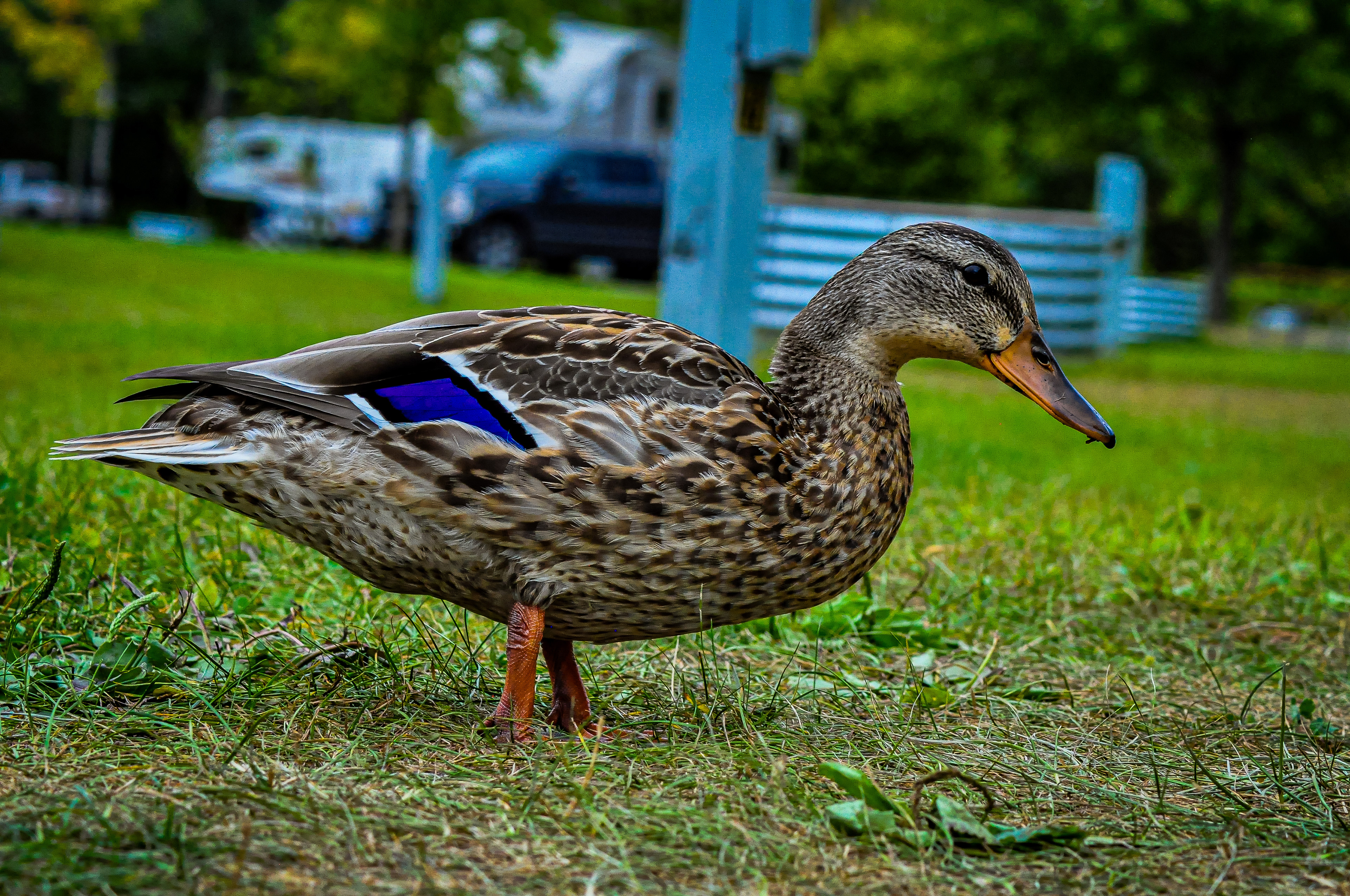 Duck, August 2019