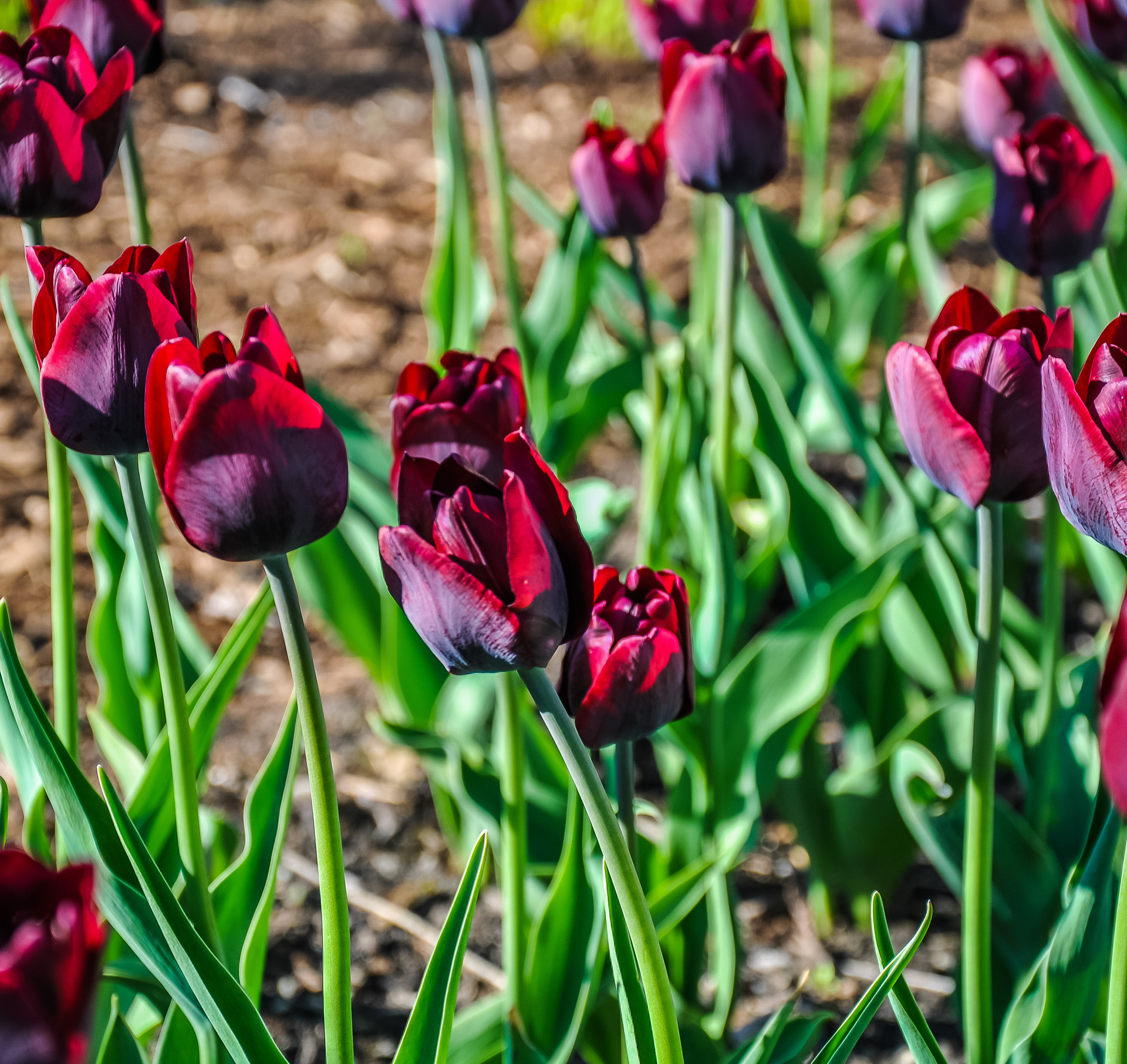 Tulips, May 2019