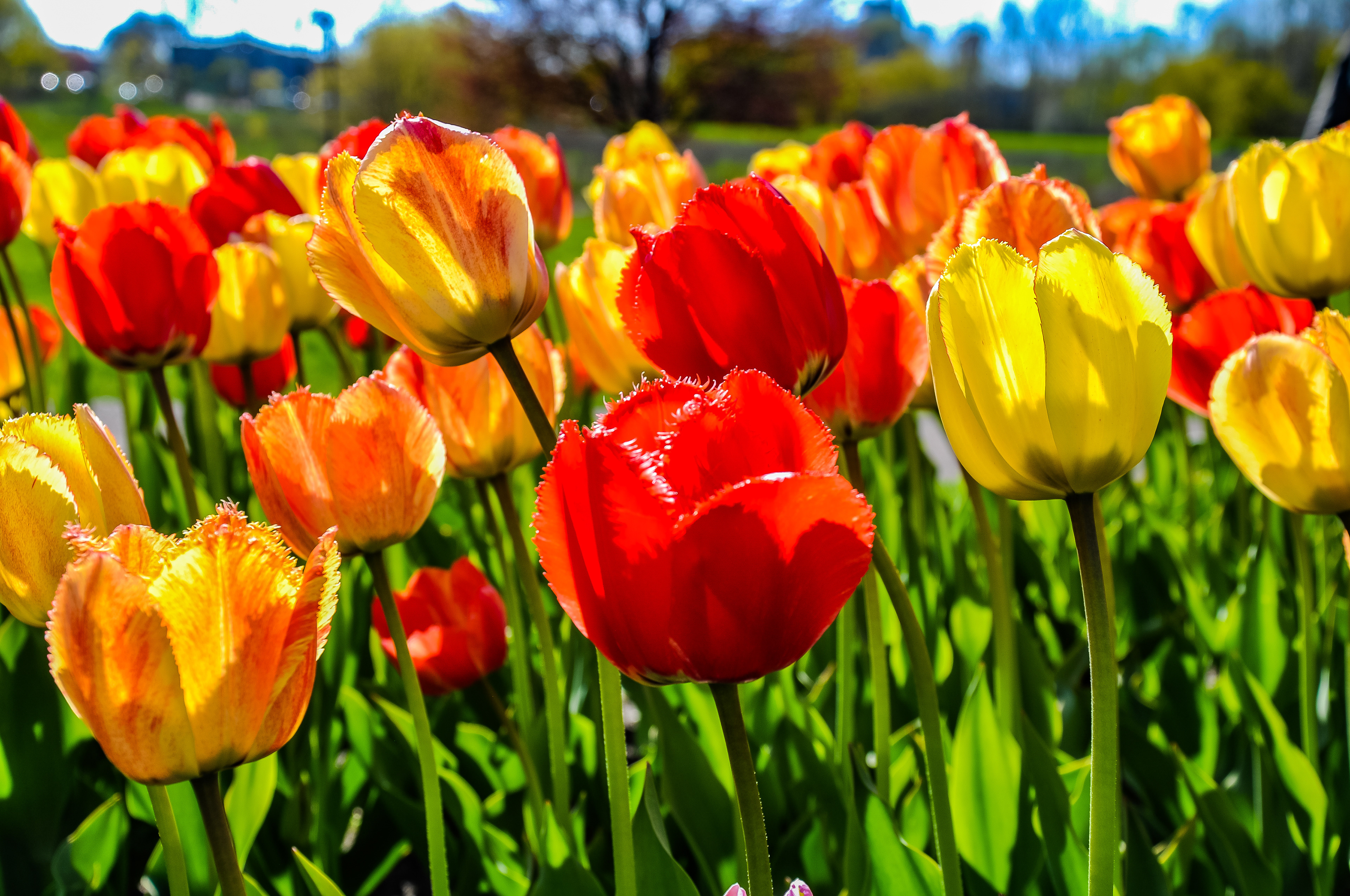 Tulips at the annual Tulip Time Festival; Holland, MI. May 2019