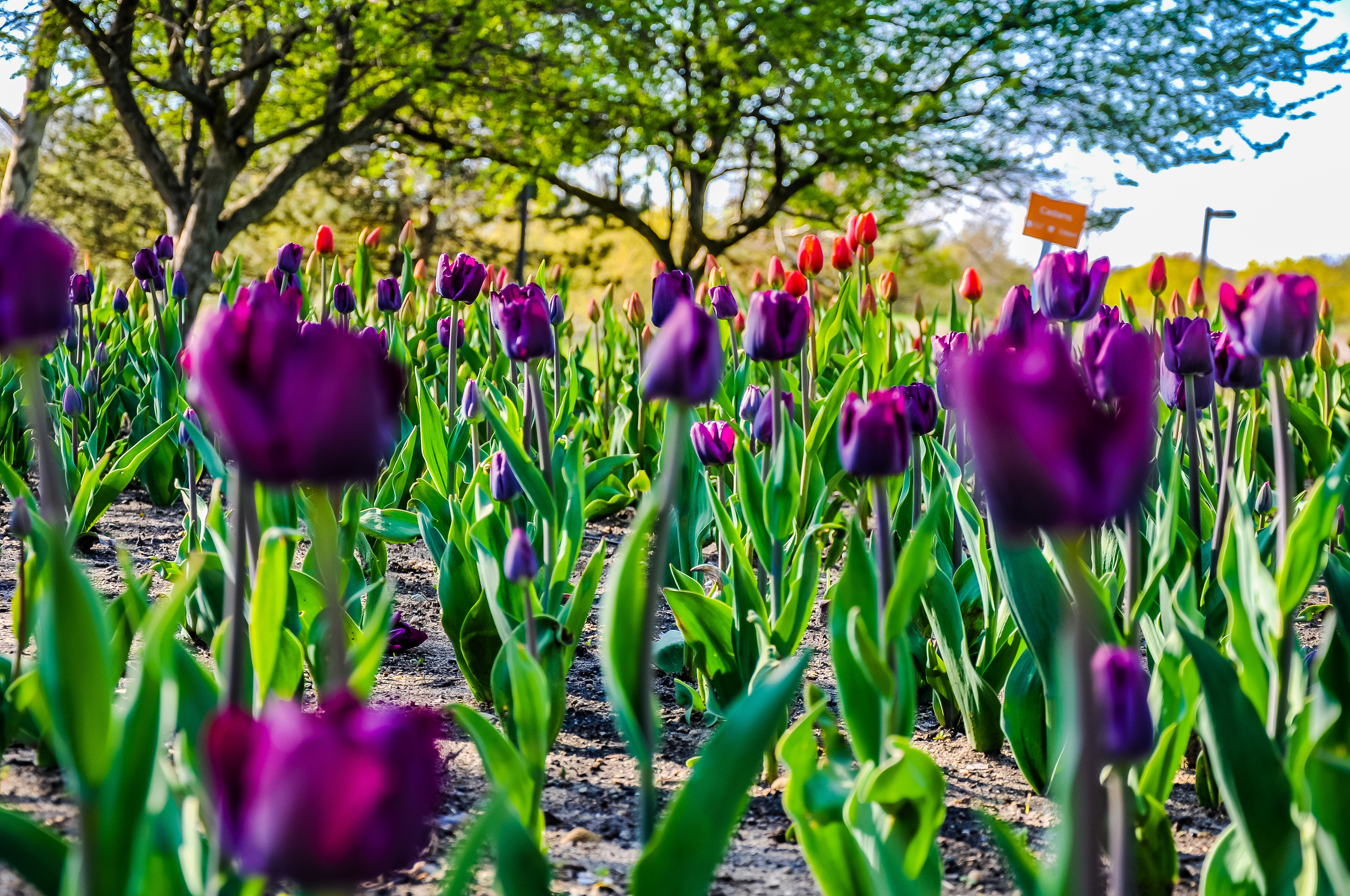 Tulips, May 2019