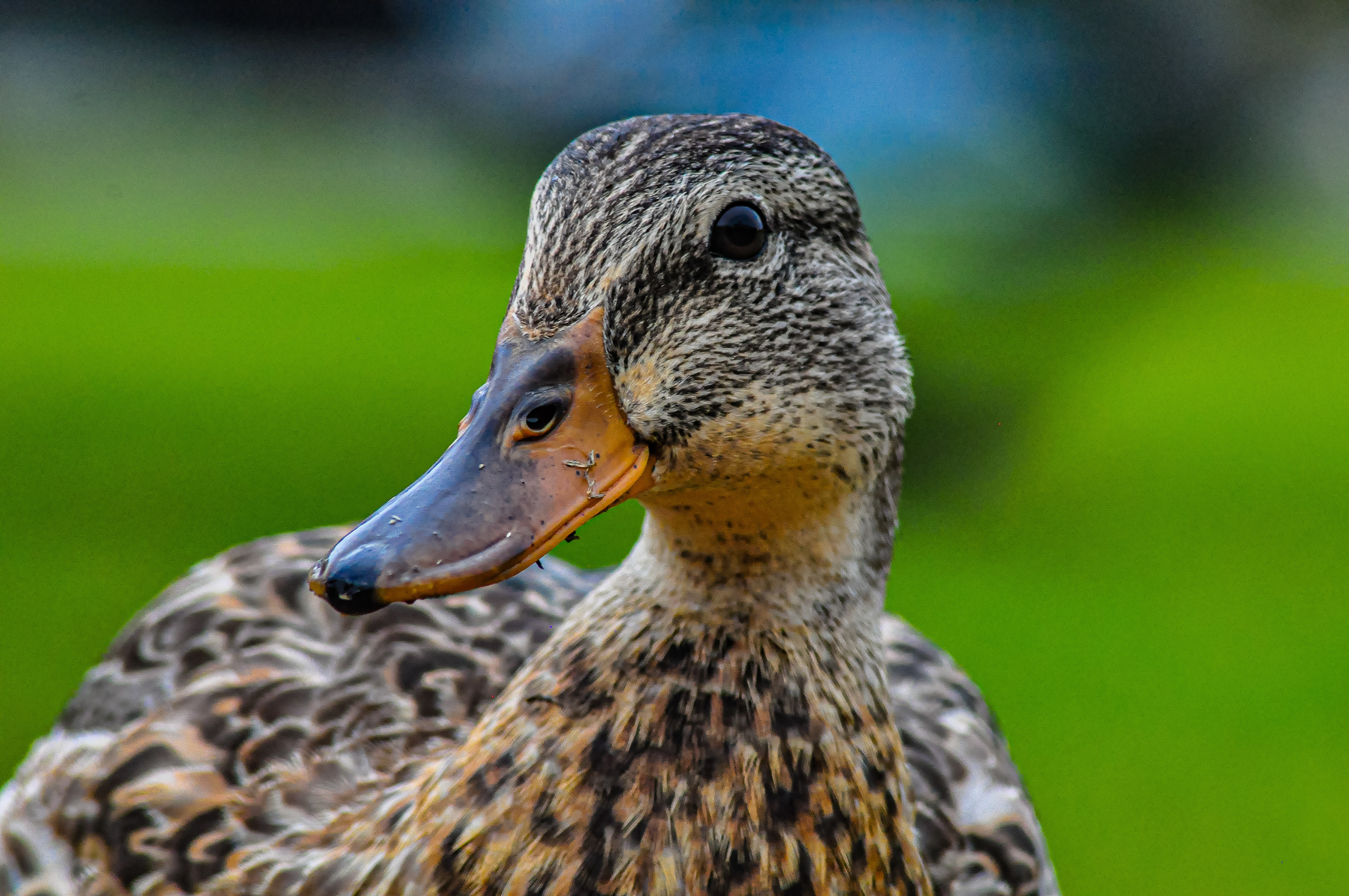 Duck, August 2019