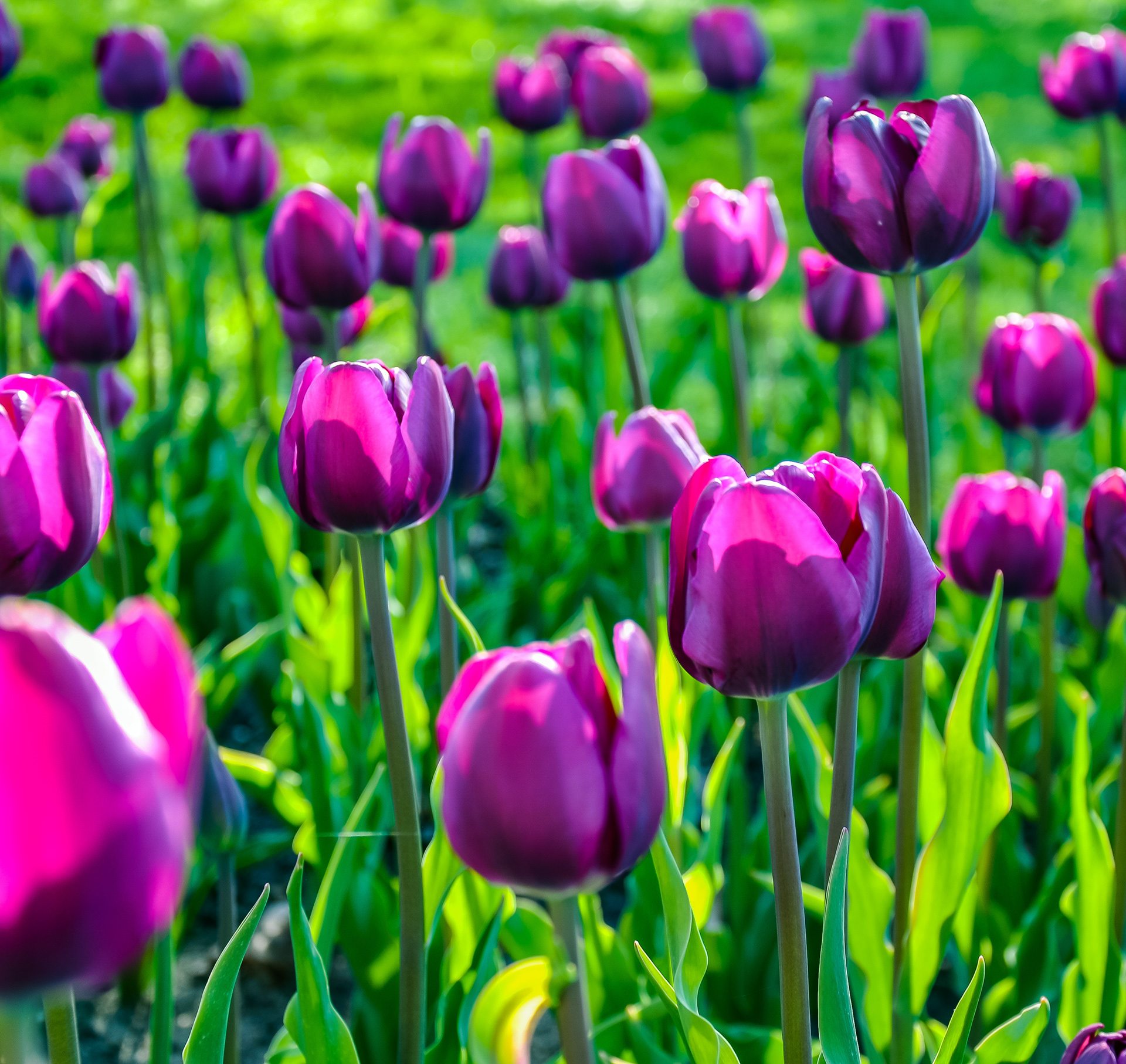 Tulips, May 2019