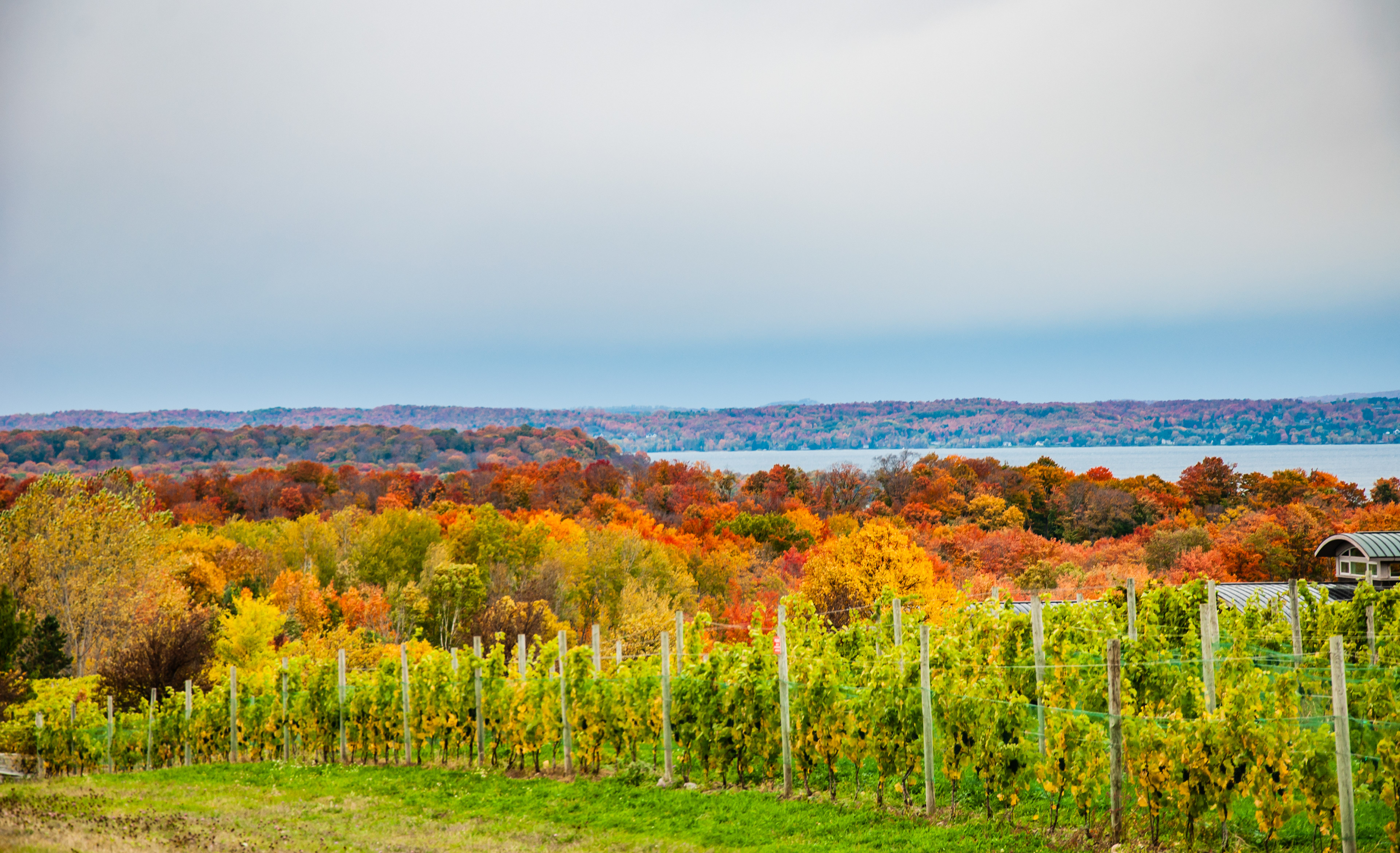Vineyard Overlooking Leelanau Peninsula, Traverse City, MI. October 2020