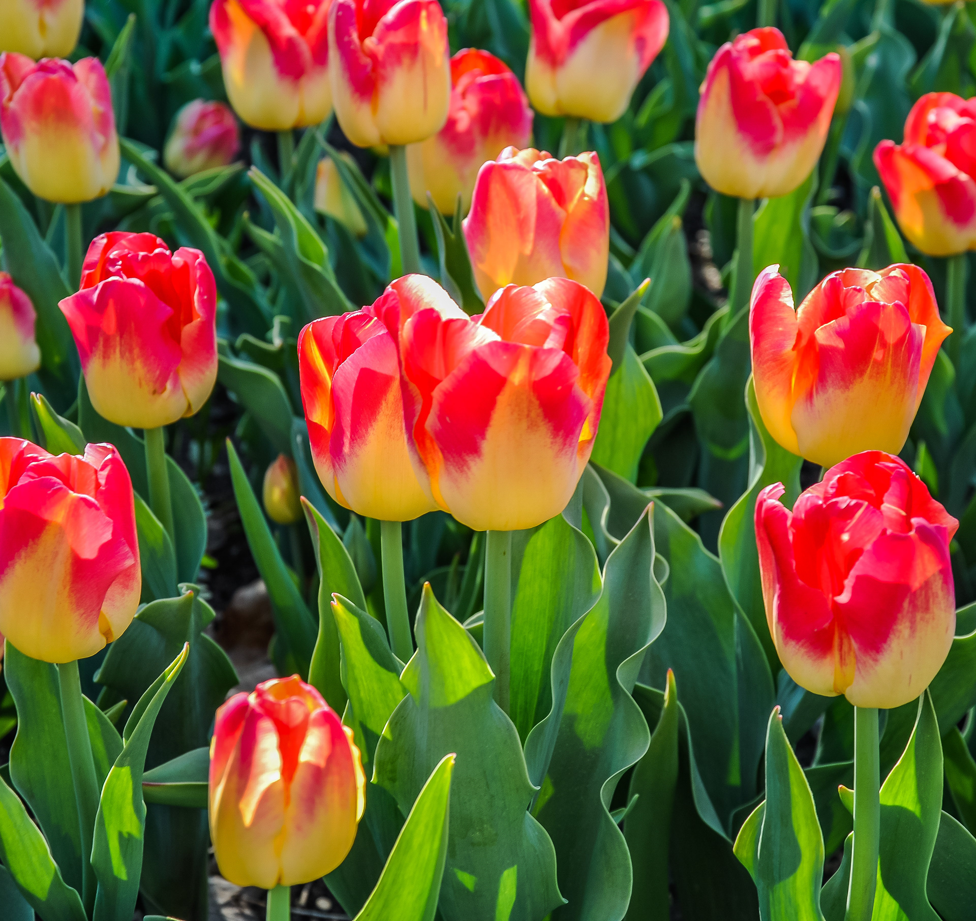 Tulips, May 2019